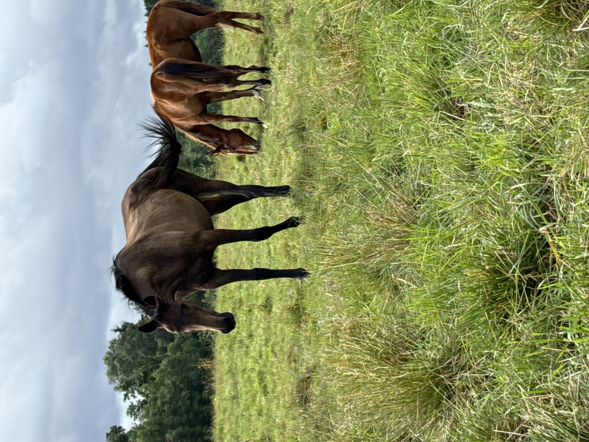 This is a full-frame, eye-level, outdoor shot of three horses grazing in a field. The horses are a mix of brown and reddish-brown colors. The horse in the foreground, on the left, is a dark brown and is facing left, with its head down. To the right of this horse are two reddish-brown horses, both facing downwards and grazing. The field is covered in lush green grass, with some patches of taller, drier grass. In the background, a line of trees forms a dark green border against a cloudy, overcast sky. The scene appears to be located in Galinė, Lithuania, though no specific city landmarks are visible. The overall impression is one of a peaceful, rural setting.