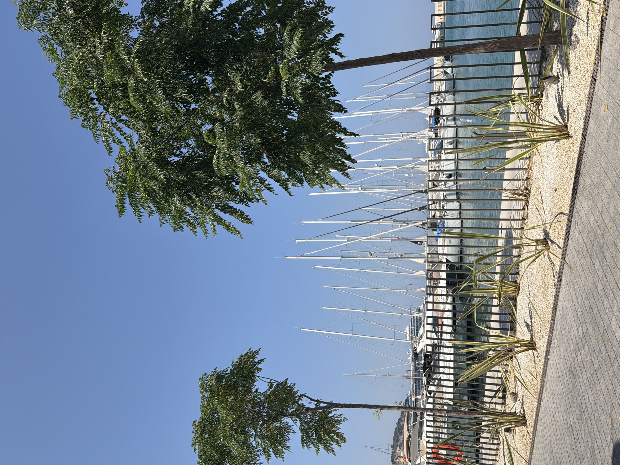 An outdoor, eye-level shot captures a marina in Kuşadası, Turkey, under a clear blue sky. In the foreground, a paved walkway transitions into a gravel bed where three clumps of leafy, green plants are growing. A black metal fence runs horizontally across the middle of the frame, separating the walkway area from the water. Beyond the fence, numerous sailboats with tall white masts are docked. One larger cruise ship is visible in the background, positioned between the sailboats. Two trees with dense green foliage are positioned in the foreground on either side of the frame, with the tree on the right being significantly larger and closer to the camera. The water in the marina appears calm and reflects the light of the sun. The overall scene suggests a serene day in a coastal city.