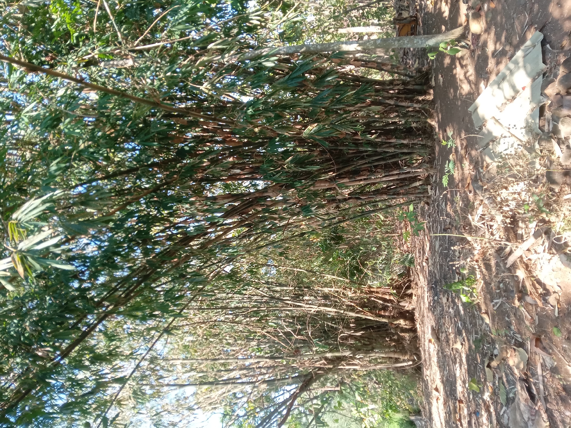 The image depicts a dense grove of bamboo trees in an outdoor, rural setting. The bamboo stalks are numerous and closely packed, with green leaves forming a canopy overhead. The ground is covered in dry leaves, twigs, and dirt, suggesting a natural or uncultivated area. In the foreground, there is a piece of corrugated metal or plastic sheeting lying on the ground, possibly discarded debris. Sunlight filters through the leaves, creating dappled shadows on the ground. The environment appears warm and dry. The location is identified as Kedunggudel, Indonesia, a rural area. There are no people or animals visible in the image. The scene is static and peaceful, with an emphasis on the natural vegetation.