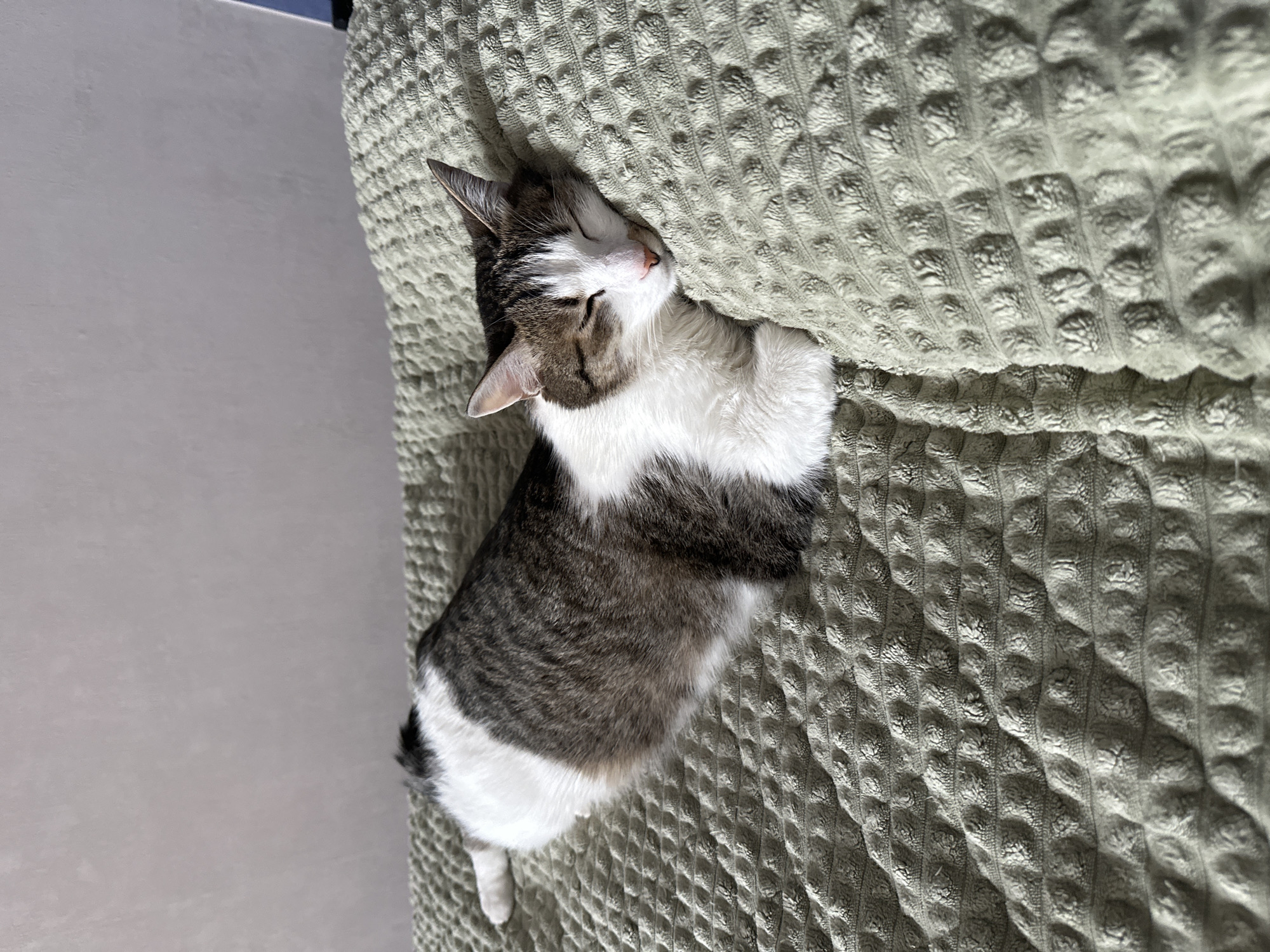 A tabby and white cat is lying on a bed covered with a textured, sage-green blanket. The cat is positioned mostly on its side with its head resting against the blanket, eyes closed, suggesting it is asleep. The cat's coat is a mix of gray stripes with white patches around its chest and paws. The tail appears to be mostly white. To the left of the bed, a light gray wall is visible.
The image does not provide information to determine the location in the city of Krasnoyarsk, Russia.