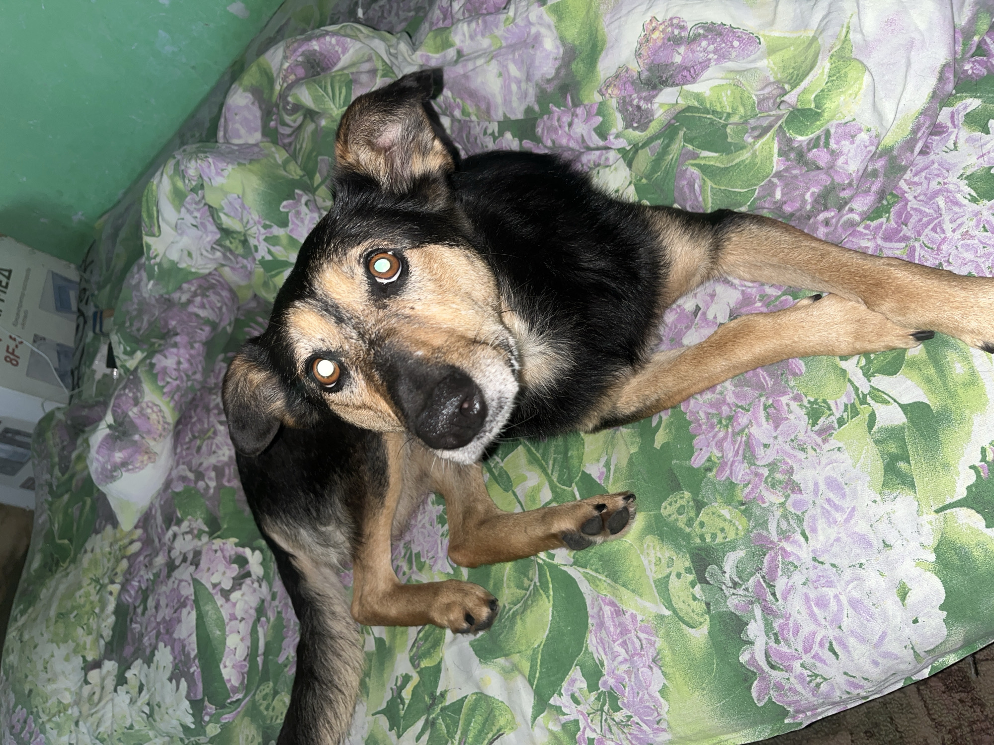 A medium-sized dog, with black and tan fur, lies on a bed with a floral patterned comforter. The comforter features a pattern of green leaves and purple and white flowers. The dog's eyes are wide open and bright, reflecting the light. The dog's paws are crossed in front of its body. The background is blurred and shows a wall painted green and what appears to be a cardboard box. The image was taken indoors, likely in a bedroom. There is no identifiable location within Nizhny Tagil, Russia.