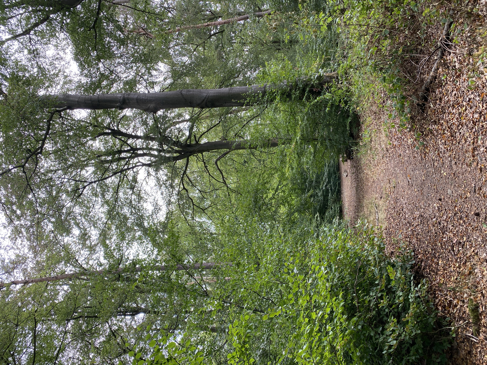 The image depicts a path through a forest in Altenkirchen, Germany. The path is covered with fallen brown leaves, and it meanders into the distance. Dense green foliage lines both sides of the path, with tall trees rising above. The sky is overcast, creating a diffused light. No people or animals are visible. The scene appears to be a natural woodland environment.