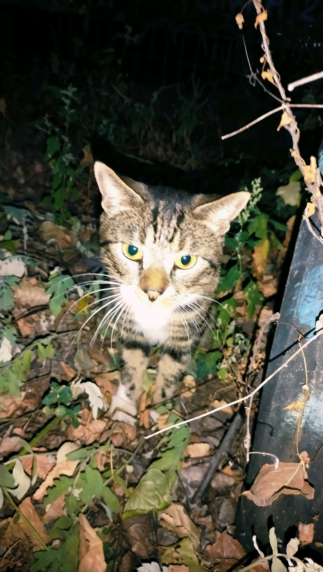 An adult tabby cat with striking yellow-green eyes is the central subject of this image. It is positioned in a crouched stance amongst fallen leaves and green foliage, suggesting an outdoor environment, possibly a park or a yard. The lighting appears to be artificial and dim, casting long shadows and highlighting the cat's fur and facial features, particularly its prominent whiskers. The background is dark and somewhat obscured by vegetation. There is a dark, metallic-looking object to the right of the cat, possibly a trash can or part of a structure, with some blue spray paint visible on it. The overall scene suggests a nocturnal or low-light encounter with the animal in an urban setting. The location of Horishni Plavni, Ukraine, indicates the geographical context of this observation.