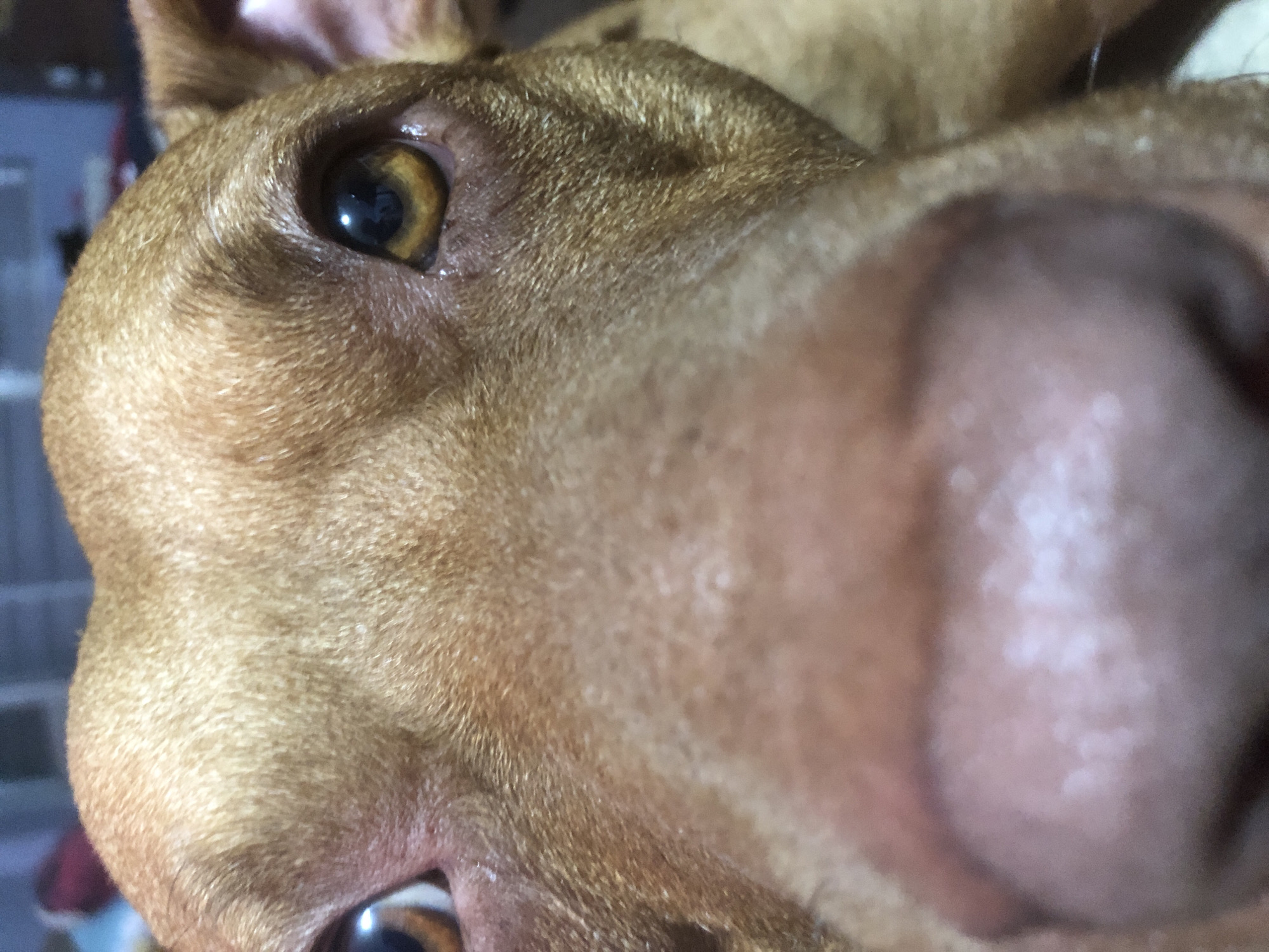 This is a close-up, low-angle, full-frame shot of a brown dog's face, filling the entire image. The dog's snout is prominent in the foreground, appearing blurred due to the close proximity to the lens. Its eyes, which are a golden-brown color, are visible and in focus, with one eye slightly more prominent than the other. The dog's fur is a uniform light brown color, and its ears are visible on either side of its head, appearing slightly out of focus. The background is dark and indistinct, suggesting an indoor environment. There are no discernible landmarks or environmental details that would suggest a specific location within Sofia, Bulgaria. The image is purely a portrait of the dog.