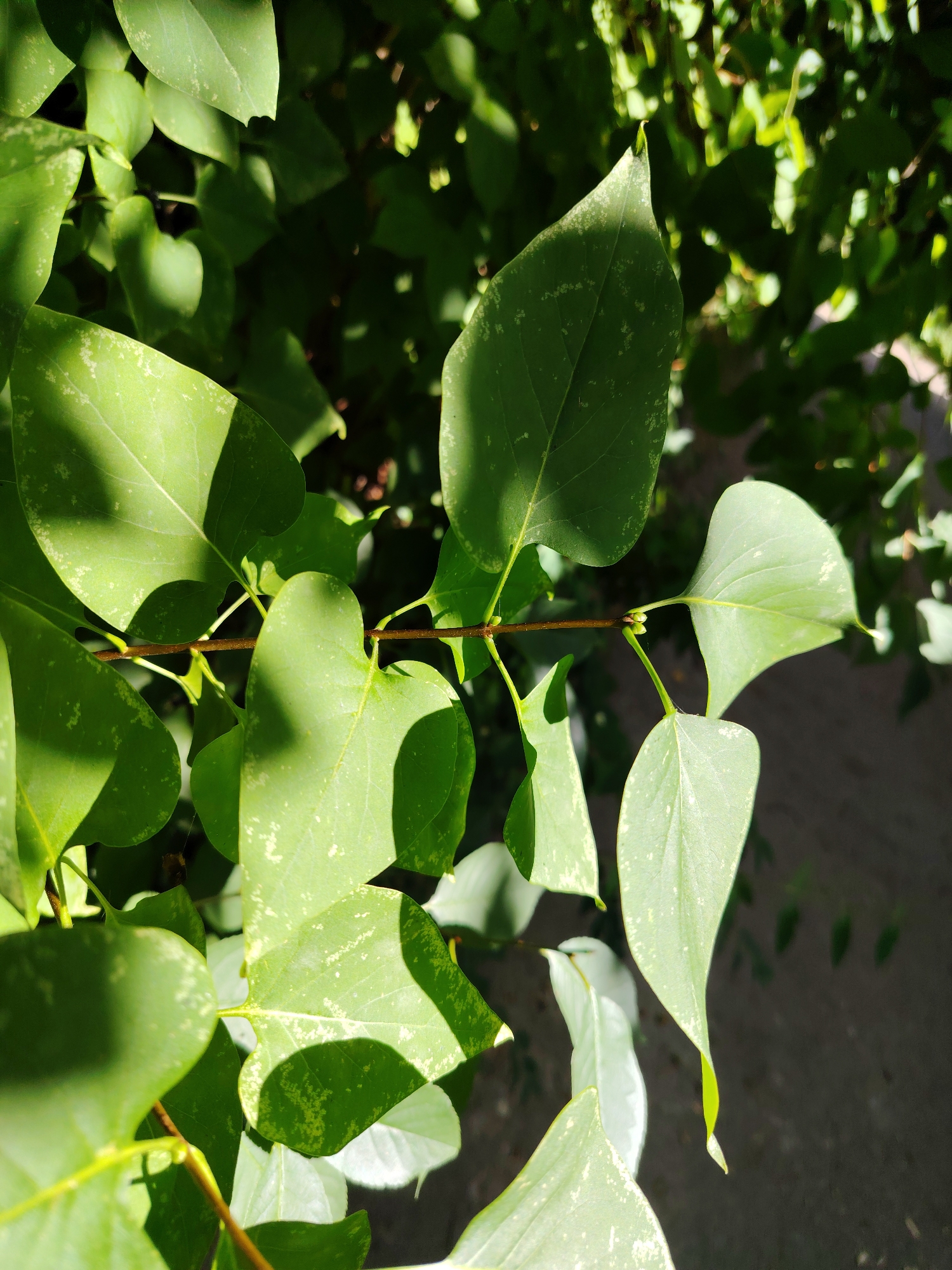 In Konakovo, Russia, this close-up shot captures the dappled sunlight filtering through the leaves of a plant. The foreground is dominated by several green leaves, some of which display a variegation of lighter green or yellow spots. A thin brown branch, from which some of these leaves emerge, runs horizontally across the frame. The background is a blur of darker green foliage and a textured, grayish surface that appears to be a pathway or pavement, dimly lit. The lighting creates distinct shadows on the leaves, adding depth and contrast to the scene. No people or animals are visible.