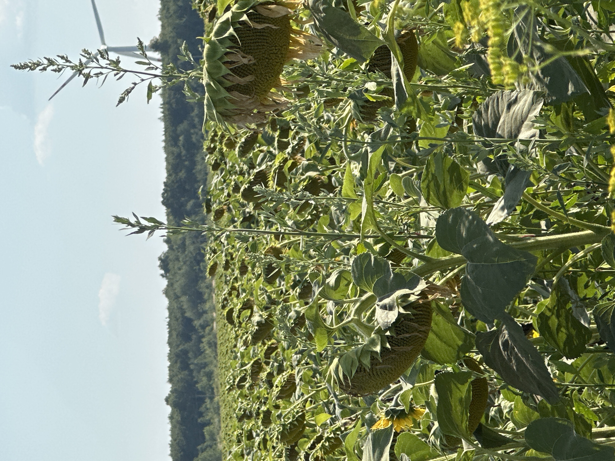 The image shows a field of sunflowers, some of which are drooping, in Korchivka, Ukraine. In the background, a wind turbine is visible against a clear blue sky with a single cloud. The field is dense with sunflowers and other green vegetation, with a line of trees forming the horizon. The lighting suggests it is daytime, likely a sunny day. There are no people or animals visible in the frame.