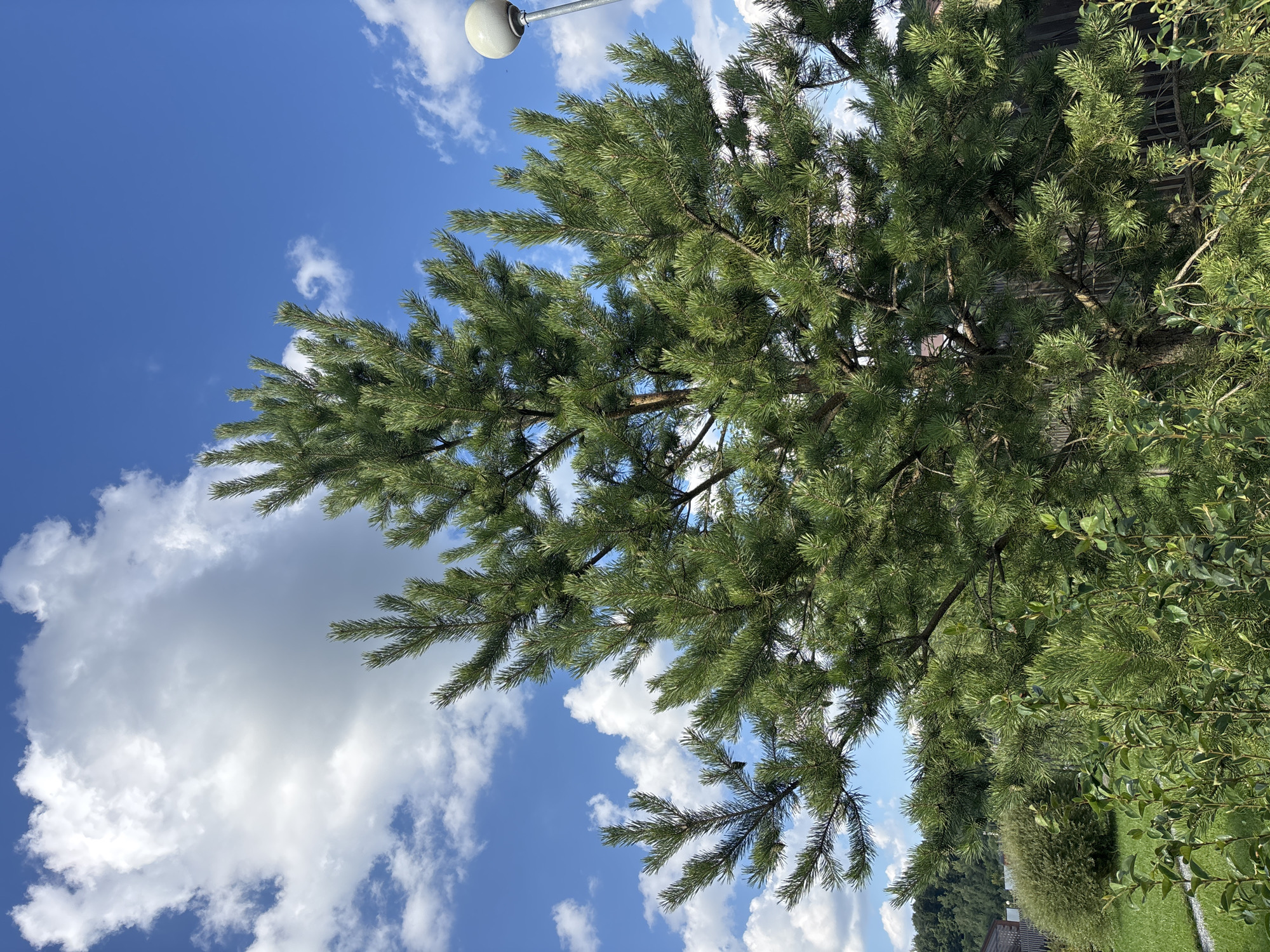 In Zvenigorod, Russia, a close-up, low-angle shot captures the dense foliage of a mature pine tree against a bright blue sky dotted with fluffy white clouds. The pine tree dominates the frame, its needles a vibrant green, with some branches extending towards the viewer. In the upper right corner, a spherical, off-white outdoor light fixture on a metal pole is partially visible. The background reveals hints of a suburban environment, with a wooden fence, a manicured lawn, and a rounded, dense green bush. In the distance, the tops of other trees and houses are faintly discernible. The lighting suggests it is daytime, likely midday, with clear weather conditions.