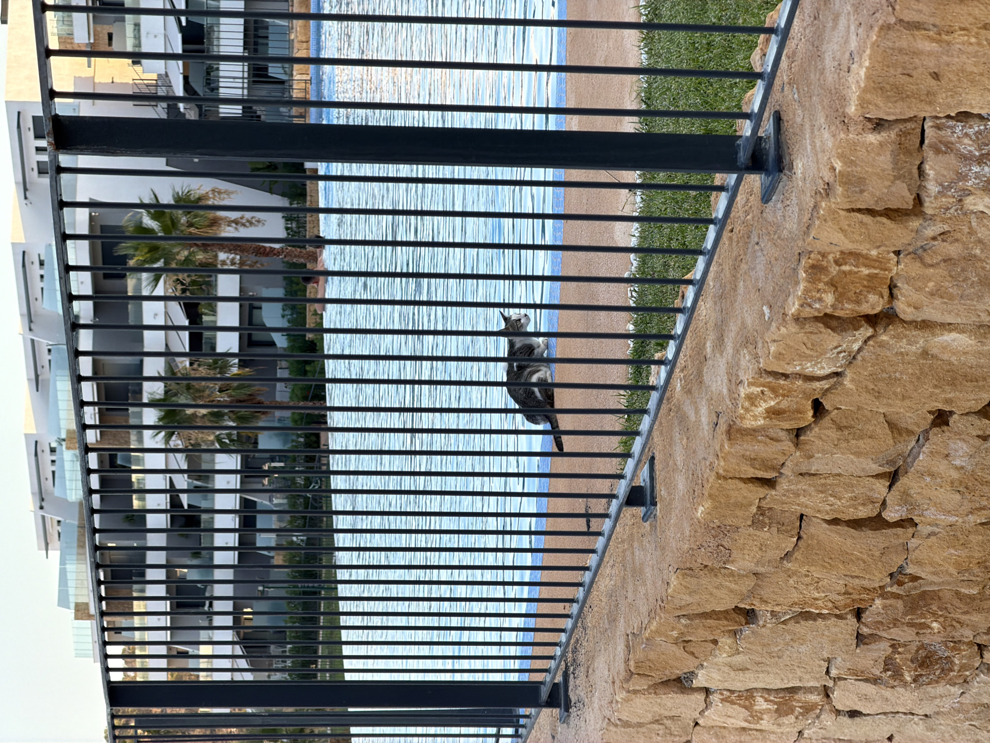 A domestic cat with gray and white markings is sitting by the edge of a swimming pool, with its body partially submerged in the water. The cat is looking to its left. Behind the pool, there is a modern building with multiple balconies and glass railings. Palm trees are visible between the building and the pool. A black metal fence runs along the foreground, separating the viewer from the scene. The fence is mounted on a wall made of rough-hewn, light brown stones. The image appears to be taken in Finestrat, Spain, given the architectural style and the presence of palm trees, commonly found in the region.