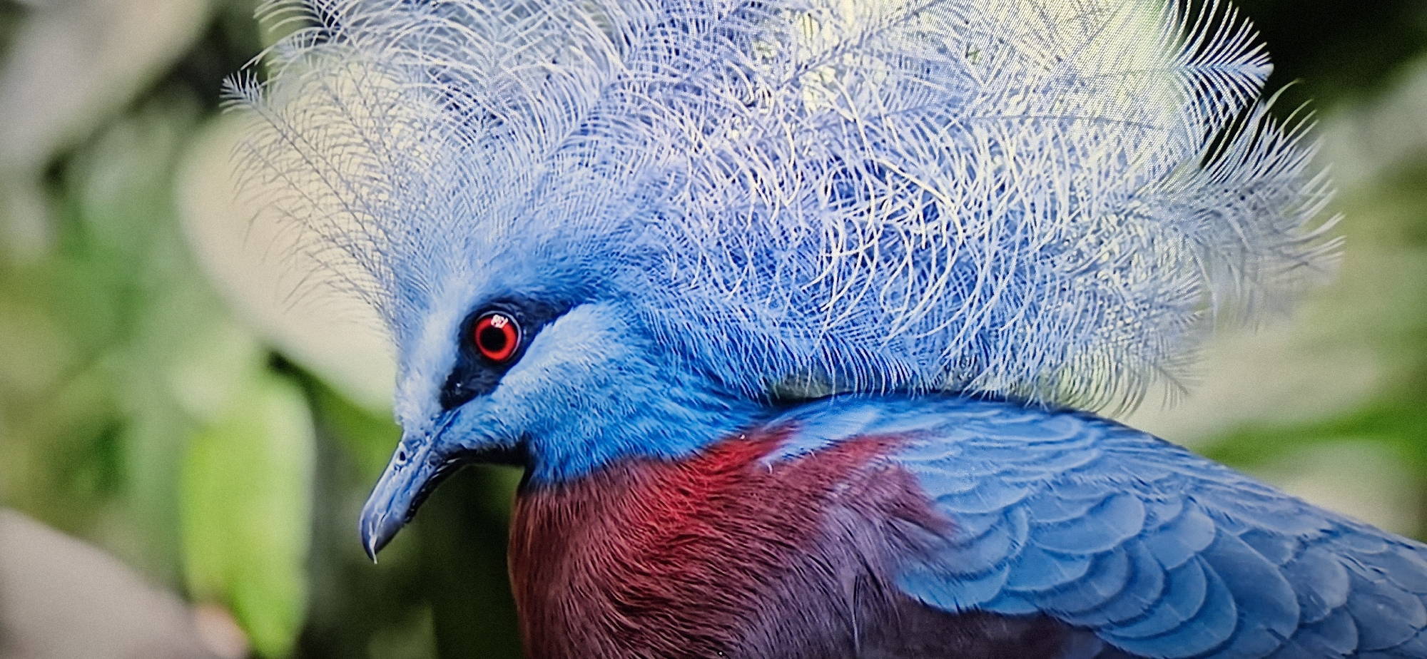 A close-up, medium shot captures the head and upper body of a Victoria crowned pigeon. The bird has striking bright red eyes, a blue face with a black band around the eye, and a prominent crest of delicate, pale blue feathers that fan out like a spiky crown. Its neck and chest are covered in deep burgundy feathers, transitioning to iridescent blue-grey feathers on its back and wings. The background is a soft blur of green foliage. The image is sharp and detailed, focusing on the bird's intricate plumage and vibrant colors. The scene appears to be in a natural or aviary setting, with no visible human presence or urban elements.