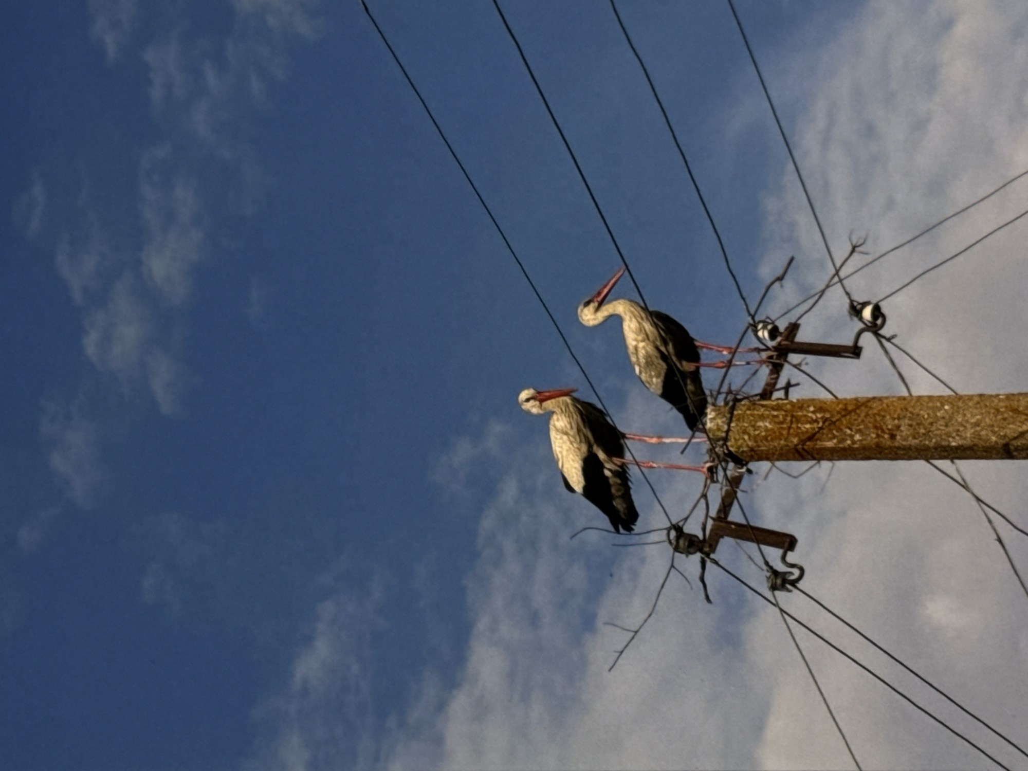 Two storks are perched on a utility pole amidst a network of wires, set against a clear blue sky with scattered white clouds. The storks, identifiable by their white plumage, black wing feathers, and red beaks and legs, appear to be standing on a structure built atop the pole, likely a nest. The utility pole itself is made of concrete and shows signs of weathering and age. Several electrical wires run across the frame, suspended by ceramic insulators attached to the pole and crossbars. The scene is captured from a low-angle perspective, emphasizing the height of the pole and the birds against the expansive sky. The environment appears to be outdoors, possibly in a rural or semi-urban setting within the city of Mykolaiv, Ukraine, given the presence of utility infrastructure and the natural habitat of storks. There are no people visible in the image.