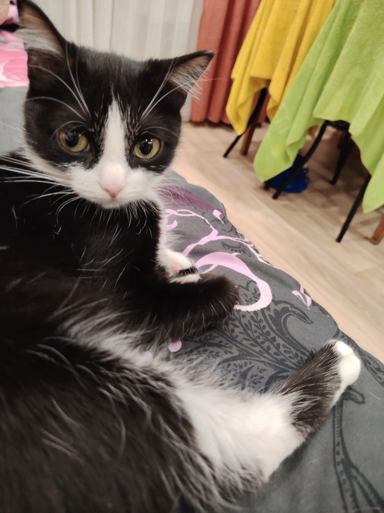 A domestic short-haired black and white tuxedo cat with yellow-green eyes, a pink nose, and white whiskers is depicted resting on a dark gray fabric featuring a light pink and darker gray ornamental pattern. The cat is positioned centrally, looking directly towards the camera. Its fur coloration consists of a black body with white fur covering its chest, belly, paws, and a stripe on its muzzle. The background reveals an indoor residential setting with a light-colored wooden floor. Several dark-framed chairs are partially visible, draped with yellow and lime green fabrics. Sections of light-colored and reddish-brown curtains are also present in the background. A blue object is visible on the floor beneath one of the chairs. The scene takes place in an interior space, consistent with a home or apartment, in the city of Unknown, Unknown.