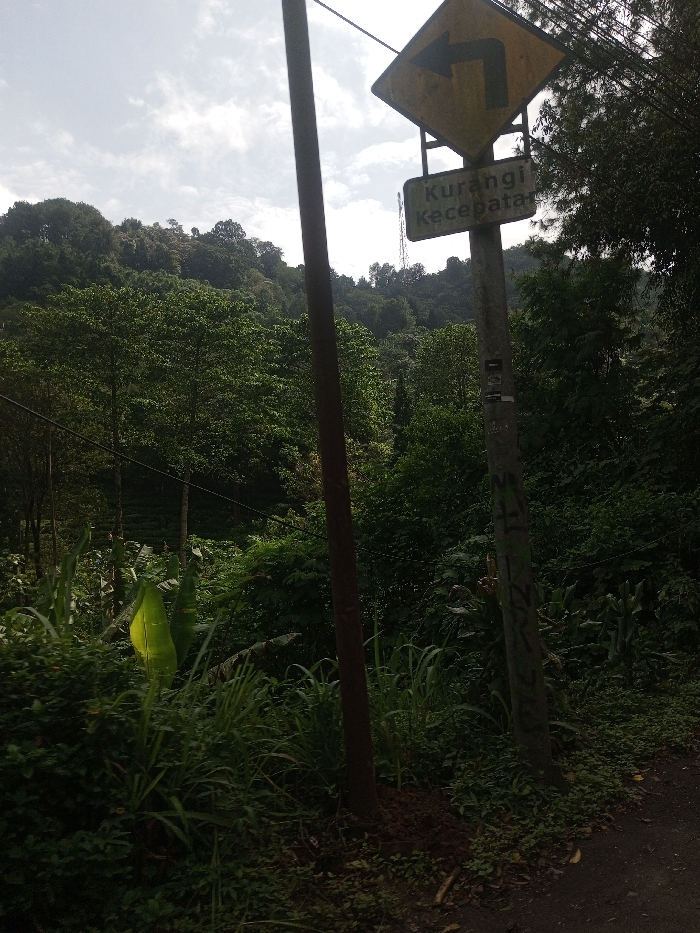 The image displays a lush, verdant outdoor scene, likely a mountainous or hilly area with abundant vegetation. The perspective is from ground level, looking slightly upwards.
In the foreground, two vertical poles are prominent. The pole on the left is a dark brown, possibly wooden or metal, and appears to be a utility pole with a thin wire running horizontally across the lower mid-section of the image. The pole on the right is lighter in color, possibly grey or light brown, and is a road sign pole. It has some dark markings or graffiti on its lower section.
Attached to the road sign pole are two signs. The top sign is a yellow diamond-shaped warning sign with a black border, indicating a sharp turn to the left with an arrow pointing in that direction. Below it, a rectangular green sign with white text reads "Kurangi Kecepatan," which translates from Indonesian to "Reduce Speed."
The immediate ground around the base of the poles is covered with dense green undergrowth, including various types of grass, broad-leafed plants (one large, light green leaf is particularly noticeable on the left), and some darker soil/dirt patches. A narrow, unpaved path or track is visible on the far right at the bottom.
The midground and background are dominated by a dense forest or woodland covering rolling hills. The trees vary in height and shade of green, suggesting a mix of species. Some trees appear taller and more mature, while others form a dense canopy. There's a slight variation in the greenery, hinting at different types of cultivation or natural growth, possibly including some tea plantations in the distance, though it's not definitively clear.
In the upper background, the sky is visible, showing scattered white clouds against a brighter, lighter blue or overcast sky, suggesting it is daytime, possibly late morning or early afternoon given the soft but clear light. A distant structure resembling a communication tower or utility tower can be faintly seen on the ridge line in the upper right background, amidst the trees.
The overall impression is one of a rural or semi-rural landscape, possibly along a winding road, with a strong emphasis on nature and caution advised due to the road conditions.