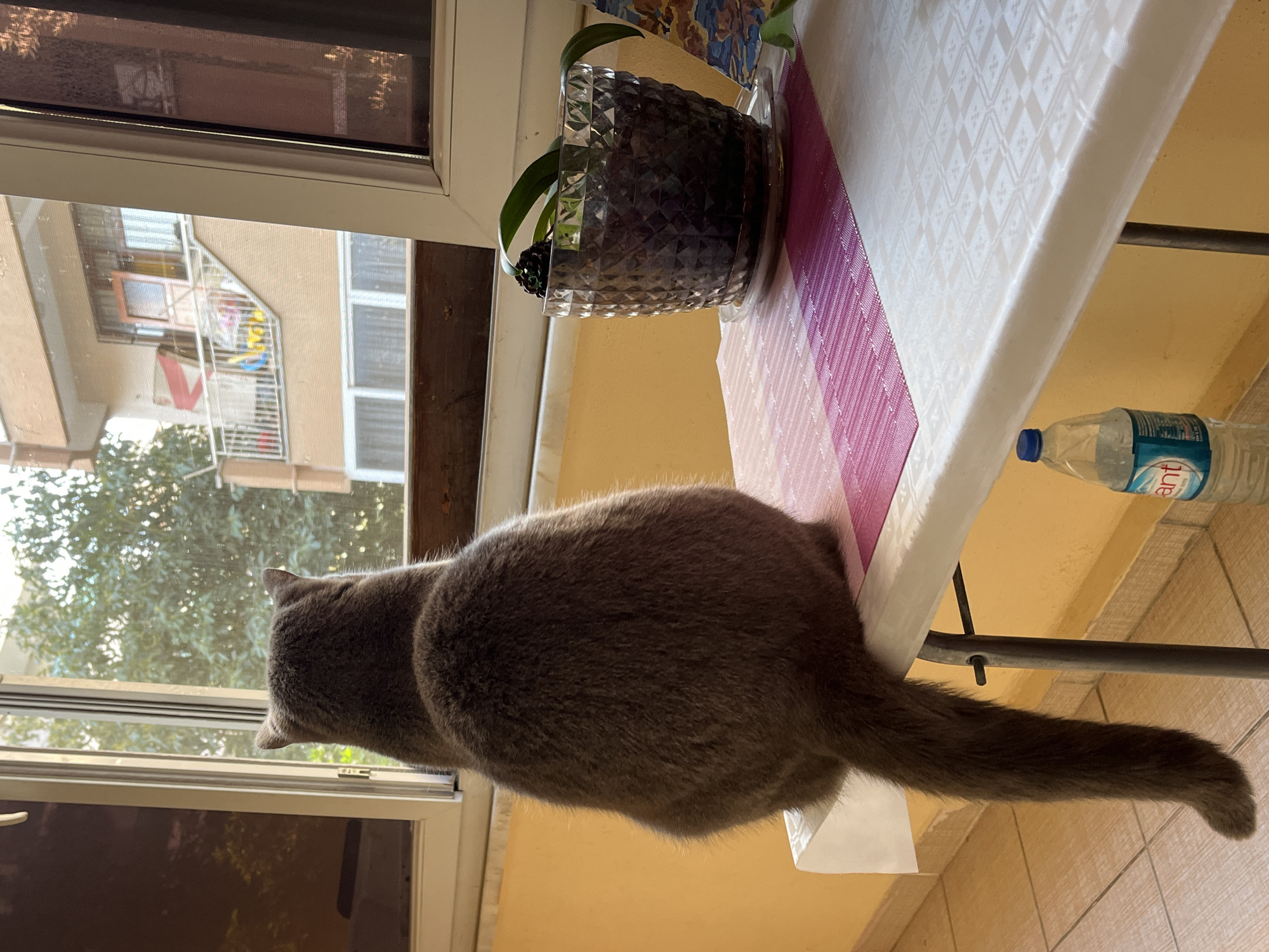 A gray cat sits on a table next to a window, looking out towards the exterior of a multi-story building. The building is located in Alanya, Turkey, as indicated by the "Hayat Alanya" water bottle on the table. A flower pot also sits on the table, which is covered by a white tablecloth with a purple runner.