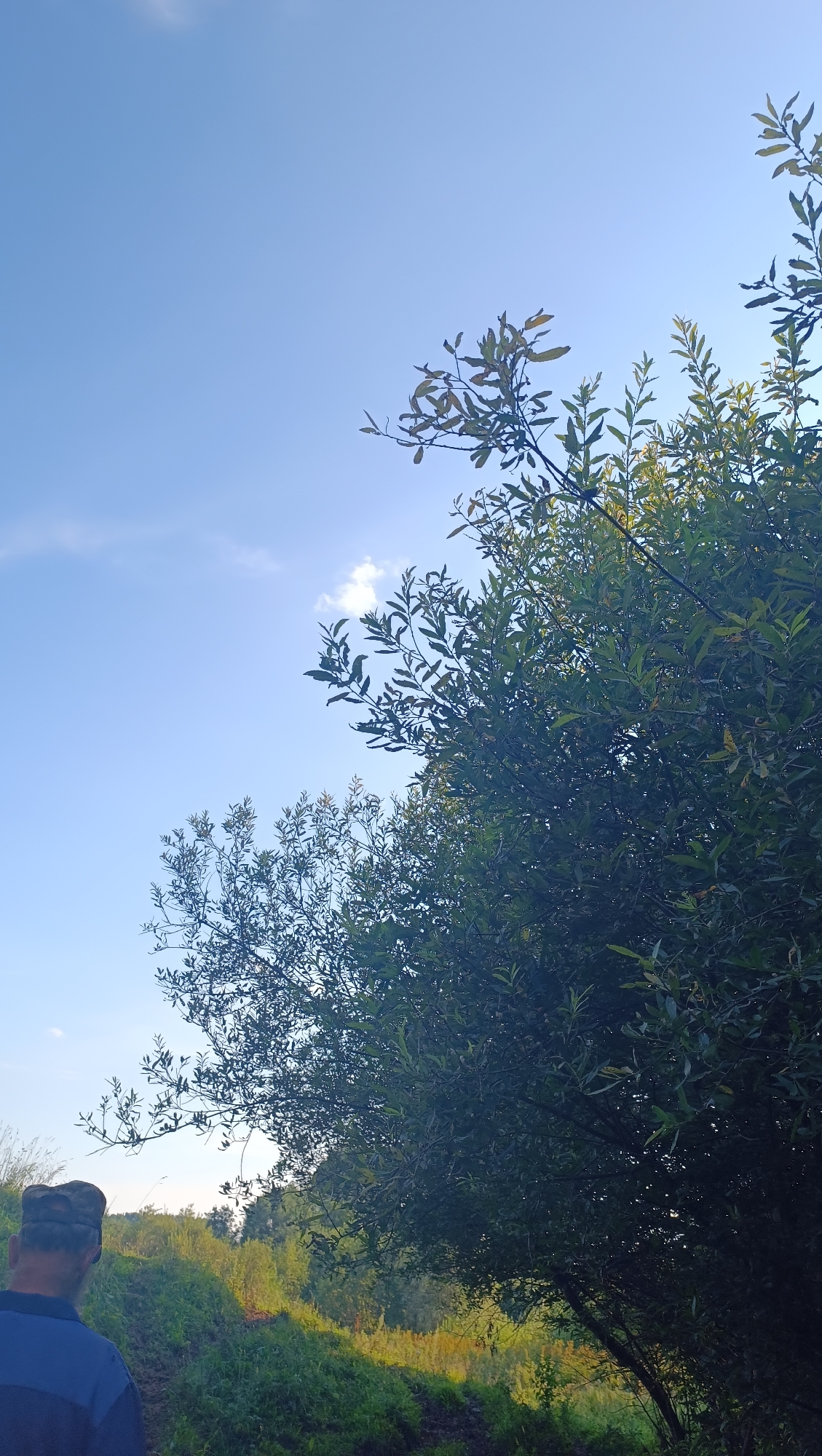 A person wearing a cap and a blue shirt is seen from behind, walking on a path through a grassy area. The person is facing away from the camera and towards a dense growth of trees and foliage. The trees are green and leafy, with some branches extending towards the bright blue sky. A few wispy clouds are present in the sky. The overall impression is of a rural or natural setting, possibly a park or a countryside area. The image is taken from a low angle, looking up towards the sky and the trees. The location in the city of Karsha, Russia is not evident from the image itself.
