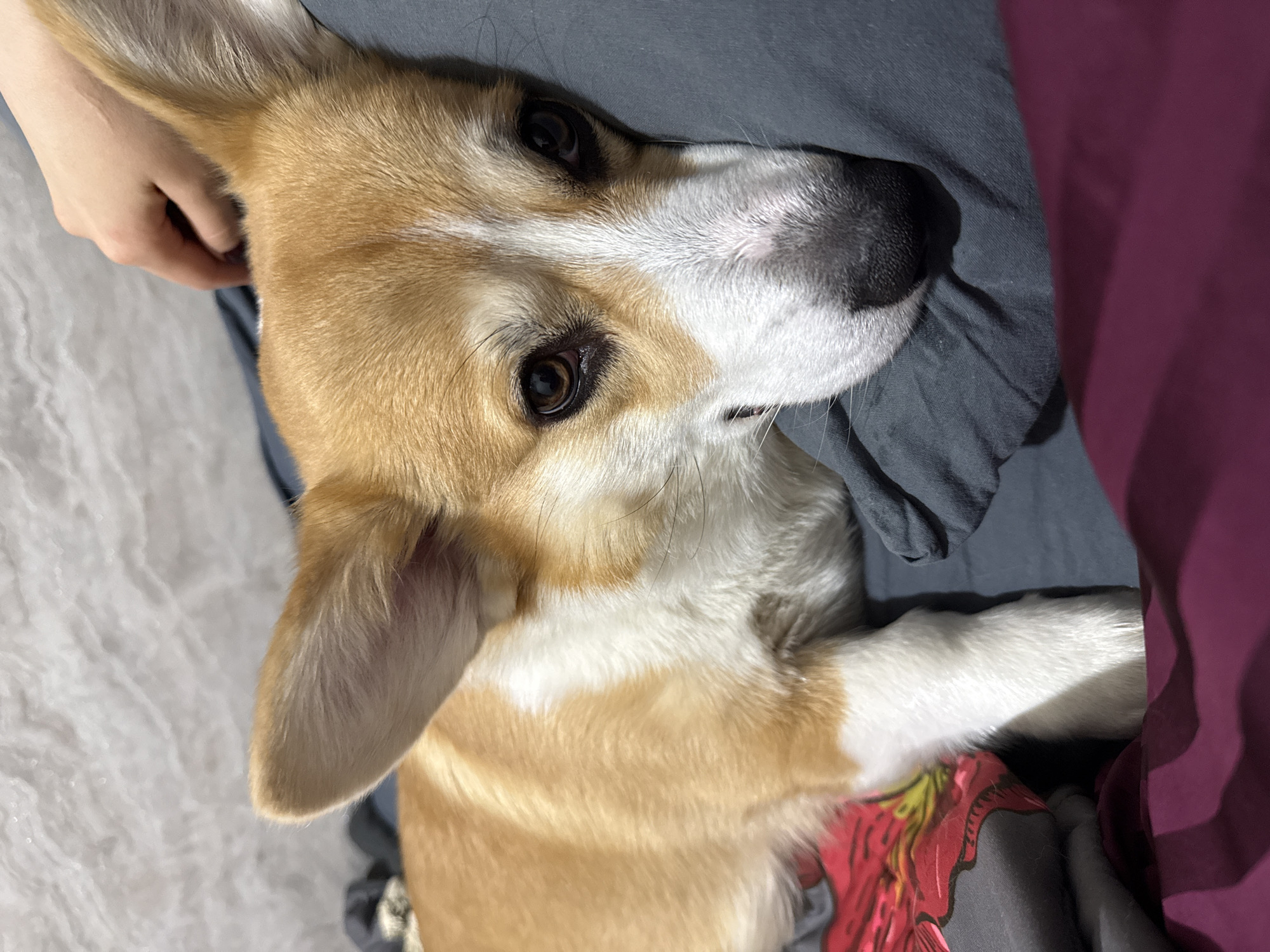 A tan and white corgi is lying down and looking up at the camera. A person's hand is visible near the dog's ear. The corgi is lying on a gray or charcoal-colored surface with a maroon or purplish fabric visible at the edge of the frame. The background is out of focus. There is no indication of the image's location.