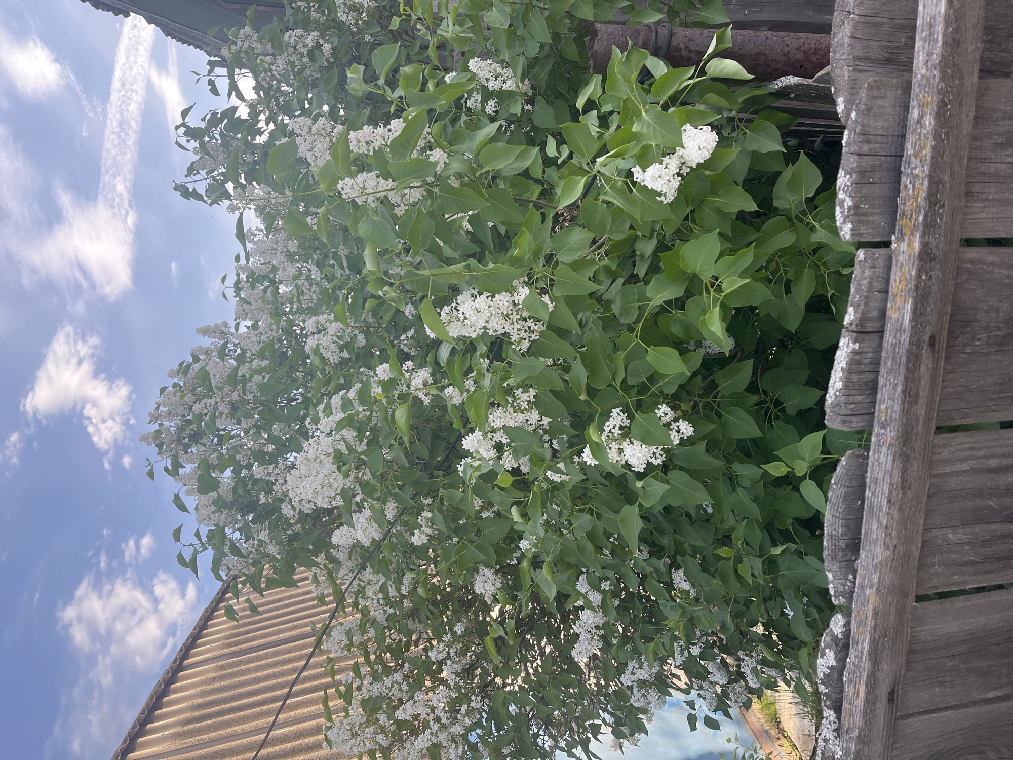 The image shows a white lilac bush in full bloom, with a blue sky and clouds visible through the branches. The bush is located next to a weathered wooden fence and a corrugated metal roof. The location is indicated as Chaikovsky, Russia, but there are no identifying elements to confirm this. There are no people visible in the image. The focus is on the blooming lilac bush and its immediate surroundings.