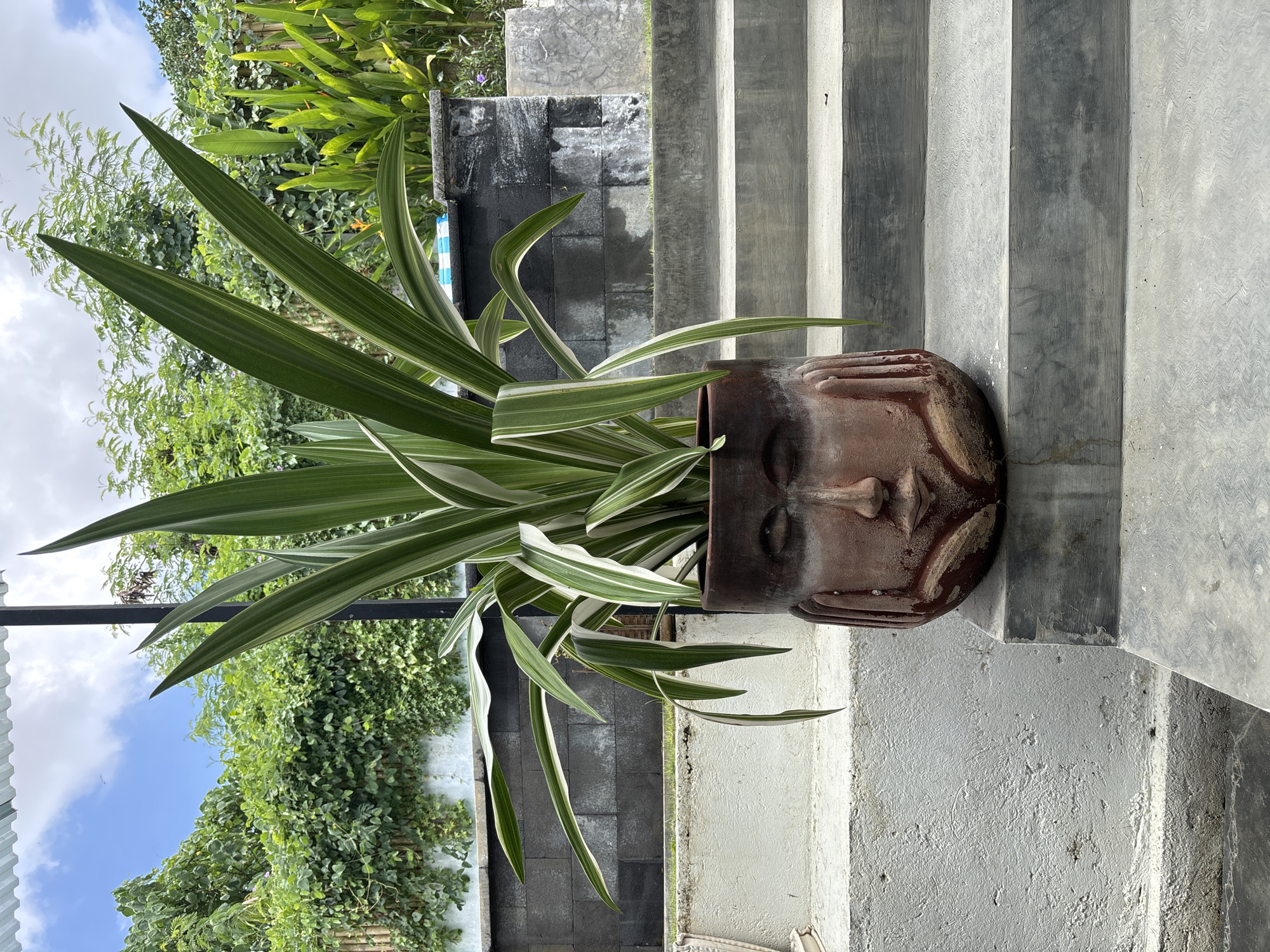 The image depicts a plant in a face-shaped pot on a set of concrete stairs. The plant has long, green and white striped leaves. The pot is brown with a weathered appearance and features a stylized human face. The stairs are gray and appear to be outdoors. The background includes greenery and glimpses of the sky. The location is in the city of North Kuta, Indonesia.