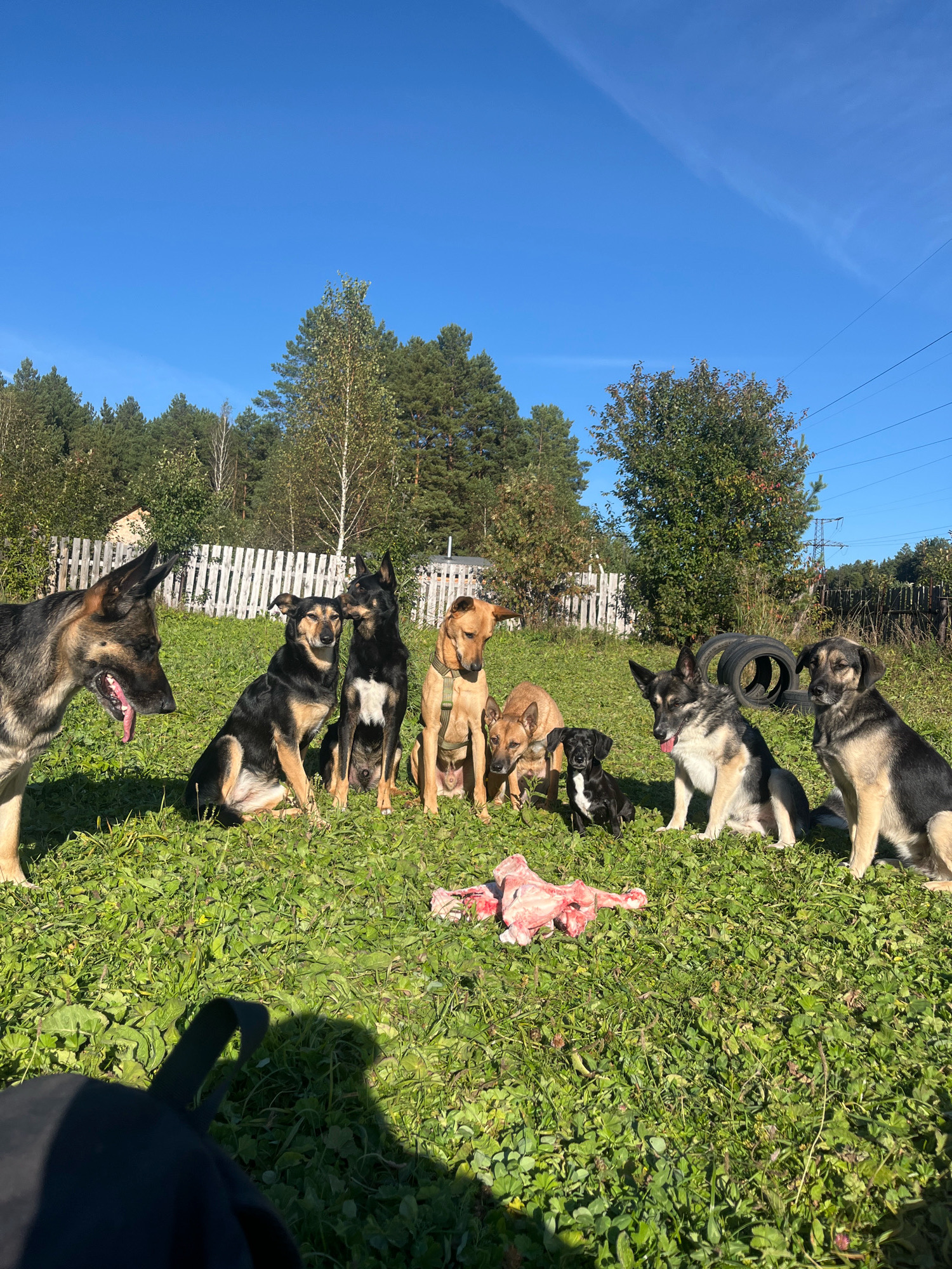 A group of nine dogs are sitting on a grassy field in front of a white wooden fence. The dogs are of various breeds and sizes, and they are all looking in different directions. Some of the dogs are panting, and some have their tongues hanging out. In the foreground, there is a pile of raw meat, which appears to be a raw food diet for the dogs. The background consists of trees and a clear blue sky. The scene is likely in a rural or suburban area, given the presence of the fence and trees. The location is stated to be Nizhny Tagil, Russia.