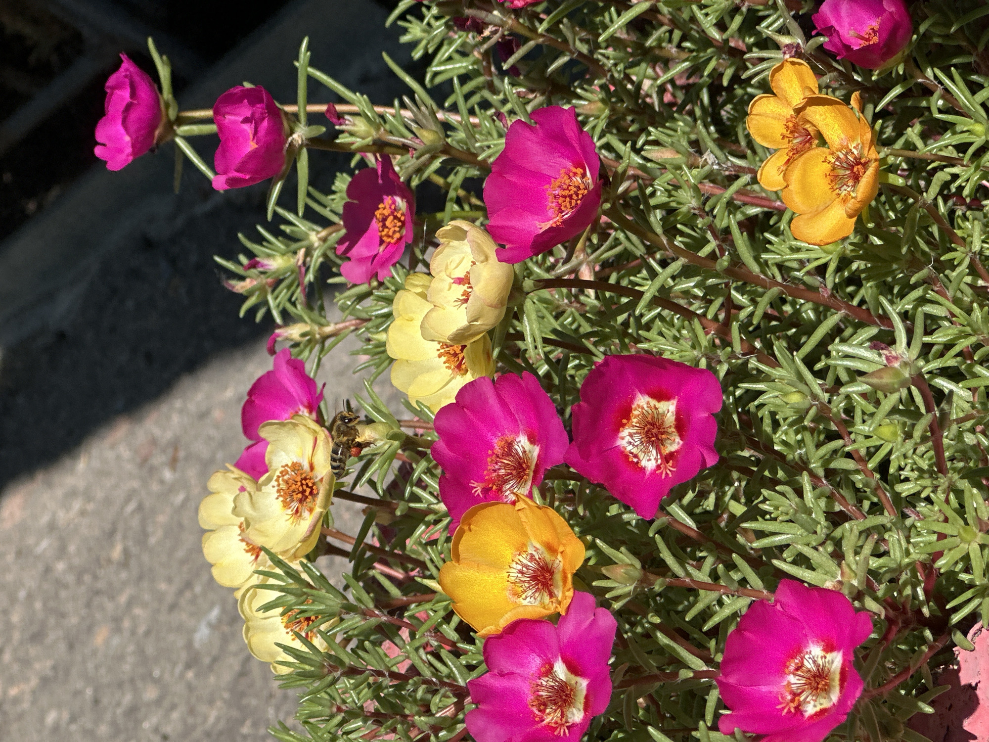 A cluster of vibrant purslane flowers bloom in shades of pink, yellow, and orange. One yellow flower in the upper center has a bee actively collecting pollen, its fuzzy body covered in yellow dust. The flowers are set against a backdrop of green, succulent foliage and a textured grey surface, possibly a concrete path or wall, with a shadow diagonally cast across it. The scene is illuminated by bright sunlight, creating strong contrasts and highlights. The image is a close-up, focusing on the flowers and the bee's activity.