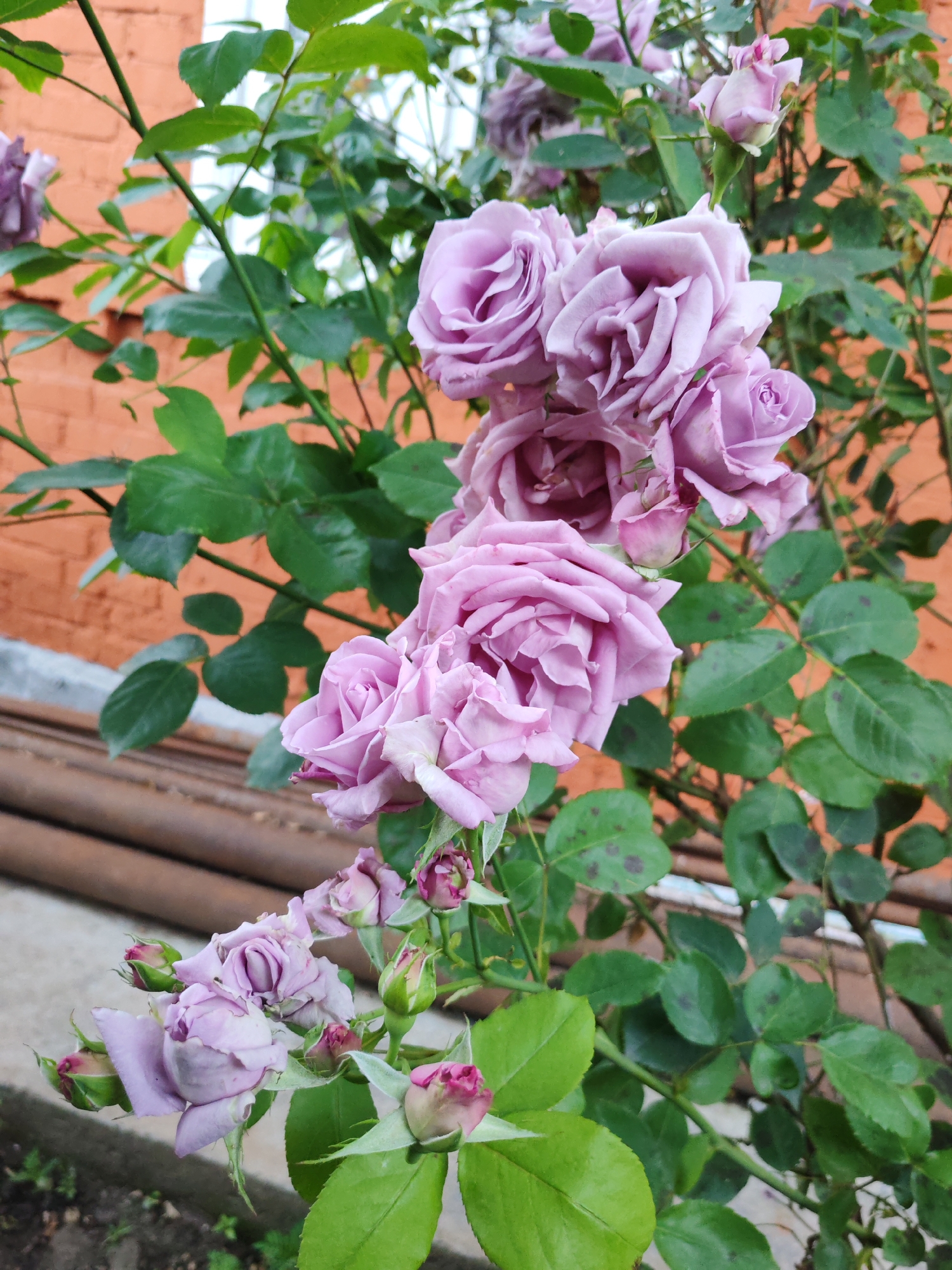 A close-up, eye-level shot captures a cluster of light purple roses with green leaves against an orange brick wall. The roses are in various stages of bloom, with some fully opened and others as buds. The leaves are a vibrant green, with some showing dark spots. In the background, the orange brick wall is visible, and a portion of what appears to be wooden pipes or beams can be seen in the lower section of the image. The overall impression is one of nature's beauty juxtaposed with man-made structures.