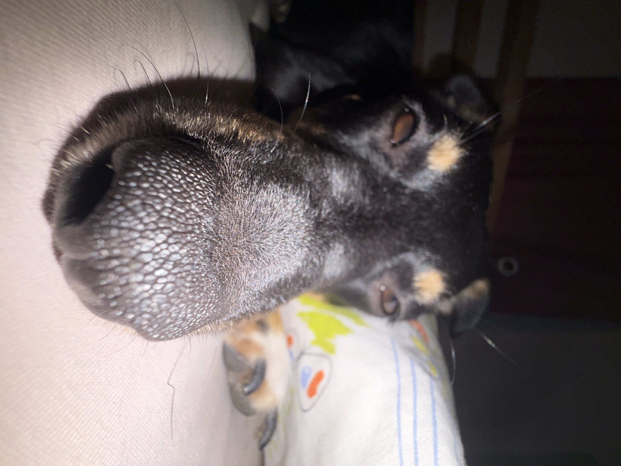 A close-up image shows a black and brown dog resting its head on a white surface with a patterned pillow. The dog's large, black nose is in sharp focus, with its nostrils clearly visible. Behind the nose, the dog's face is slightly out of focus, revealing its eyes and the black and brown fur pattern. A paw with visible claws rests on the patterned pillow. The background is dark and out of focus, with a hint of a wooden structure. There is no information to determine the location.