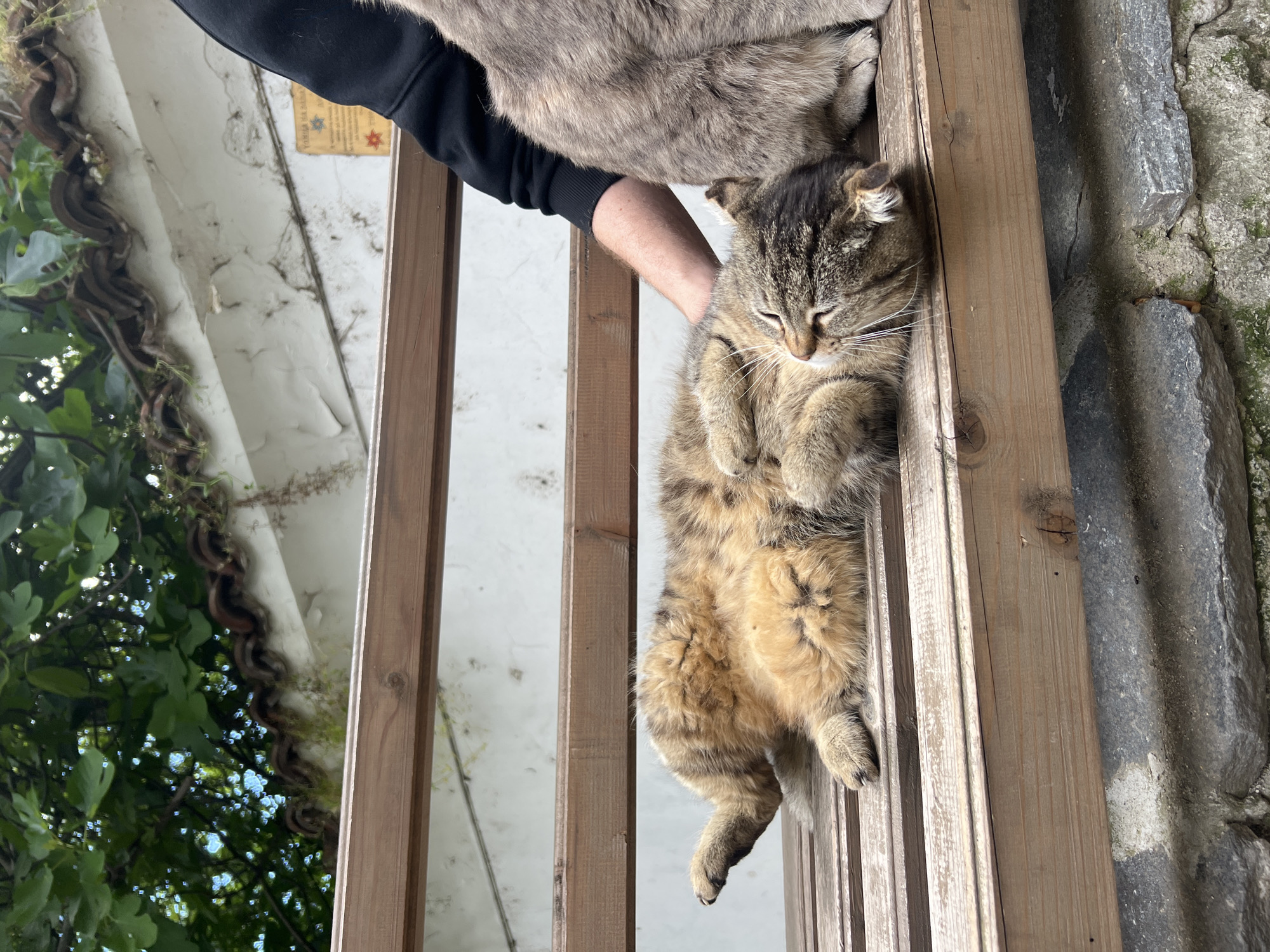A tabby cat rests on its back in the vertical wooden rungs of a fence, held aloft by a person whose arm is visible on the left side of the frame. The cat's eyes are closed, and its paws are curled. Above the cat, another animal, possibly a dog, is partially visible. The backdrop includes greenery and a white wall with a sign. To the right, there's a stone wall. The setting appears to be outdoors in Plovdiv, Bulgaria.