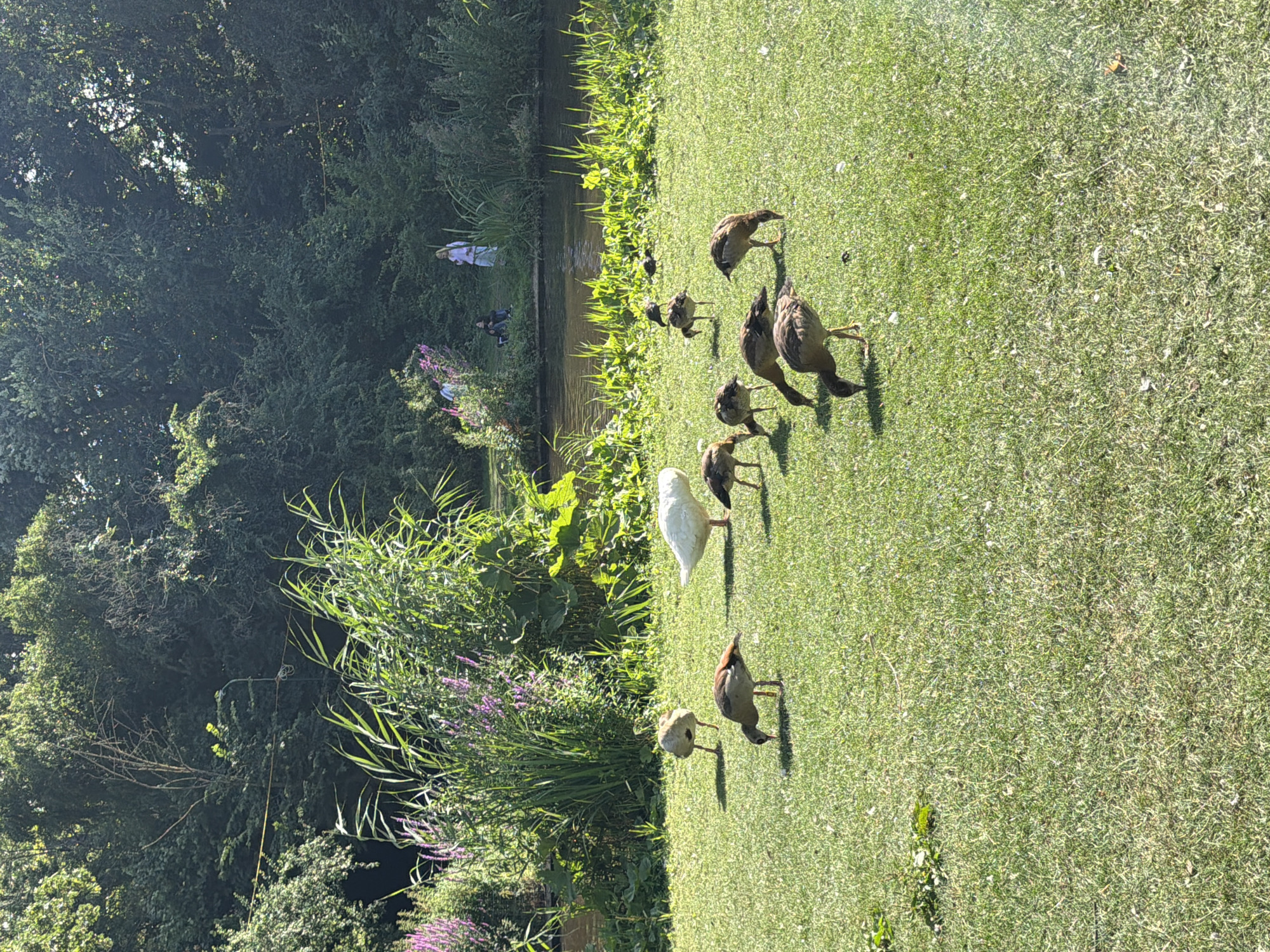 In a grassy park area adjacent to a body of water, a group of Egyptian geese are foraging on the lawn. There is one white duck present amongst the geese. In the background, beyond a dense line of reeds and foliage, two individuals are visible, one standing and one seated on the grass near the water's edge. The scene is illuminated by bright sunlight filtering through a canopy of mature trees.