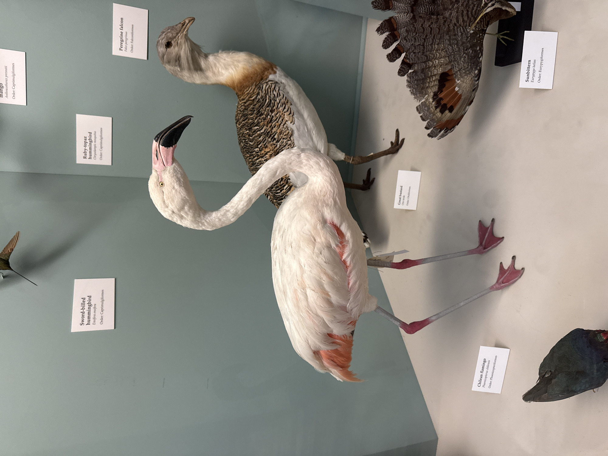 The image displays a taxidermied bird exhibit in a museum. A pink flamingo is positioned prominently in the foreground, with its head turned to the left, revealing its distinctive beak. To the right and slightly behind the flamingo stands another taxidermied bird, which appears to be a bustard, with intricate brown and white plumage on its back and a reddish-brown neck. In the lower right corner, the fanned tail of another bird, possibly a sunbittern, is visible. Several informational placards are placed near the birds, providing scientific names and classifications. The background is a plain, light blue wall, suggesting a museum display case. The lighting is even, illuminating the exhibit clearly. No people are visible in the image. The museum's location in London, United Kingdom, cannot be determined from the visual information provided.