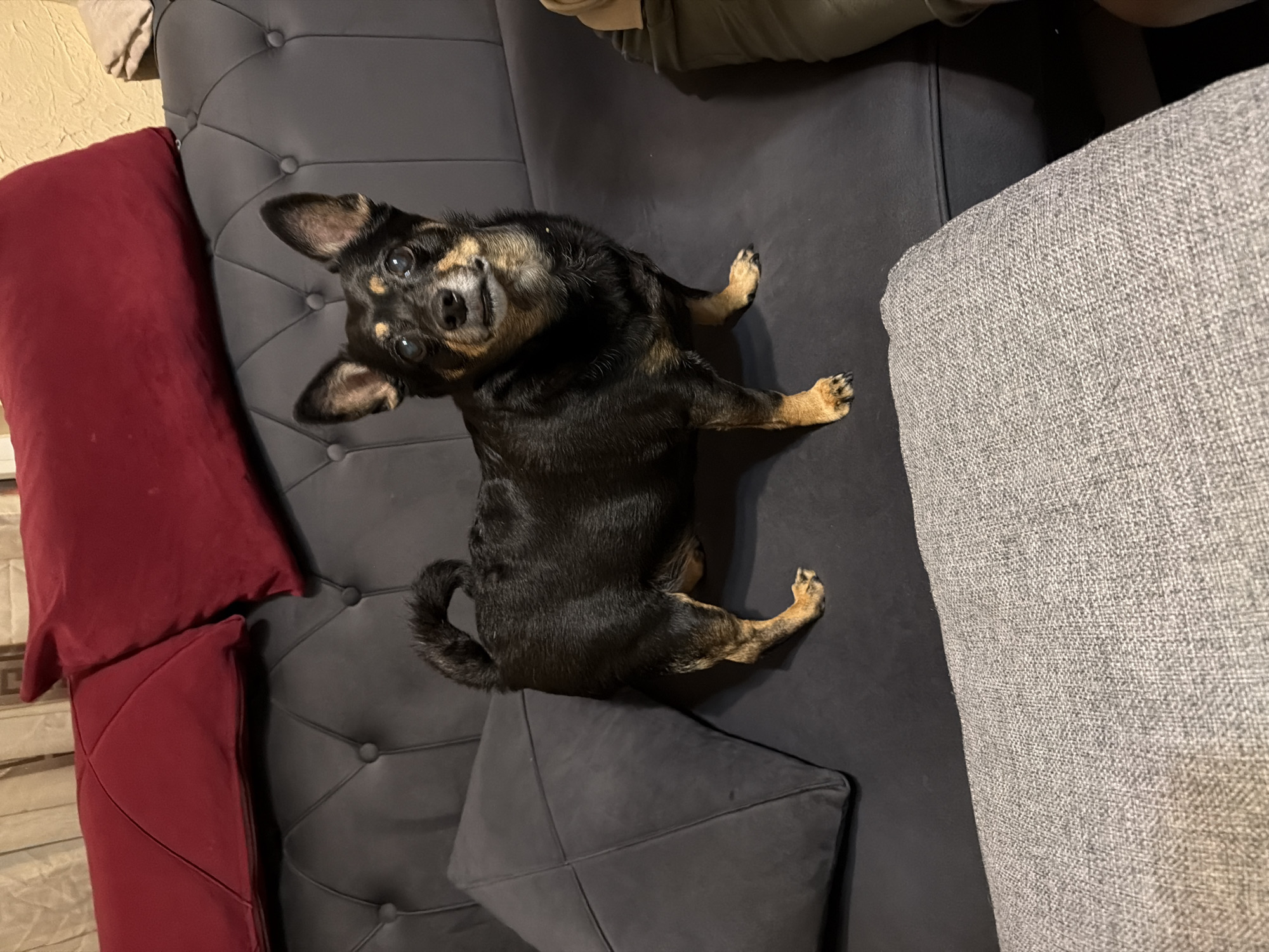 A black and tan dog with upright ears and light-colored eyes stands on a dark gray tufted sofa. Two dark red pillows are placed behind the dog on the sofa, and a light gray textured pillow is in the foreground. The dog is facing the camera with its head slightly tilted. The background consists of beige curtains. The image appears to be taken indoors, likely in a residential setting. The location of Burgas, Bulgaria is not discernible from the image itself.