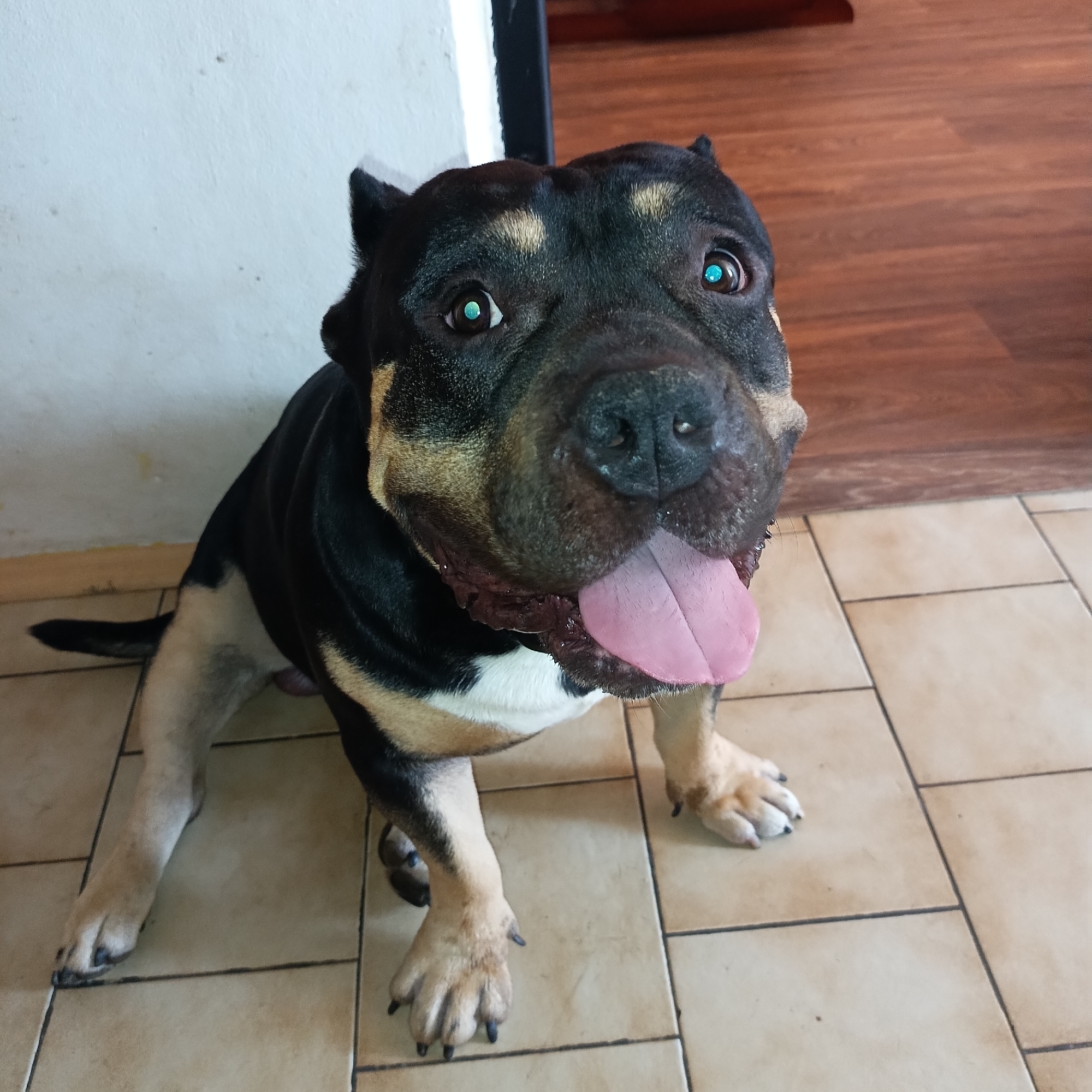 A medium shot captures an American Bully dog sitting on a tiled floor indoors. The dog has black and tan fur, with white markings on its chest and legs. Its head is large and broad, with expressive turquoise eyes and a pink tongue hanging out of its mouth. The dog is looking up at the camera, appearing alert and engaged. The background shows a white wall and a wooden floor. The lighting suggests it is daytime.