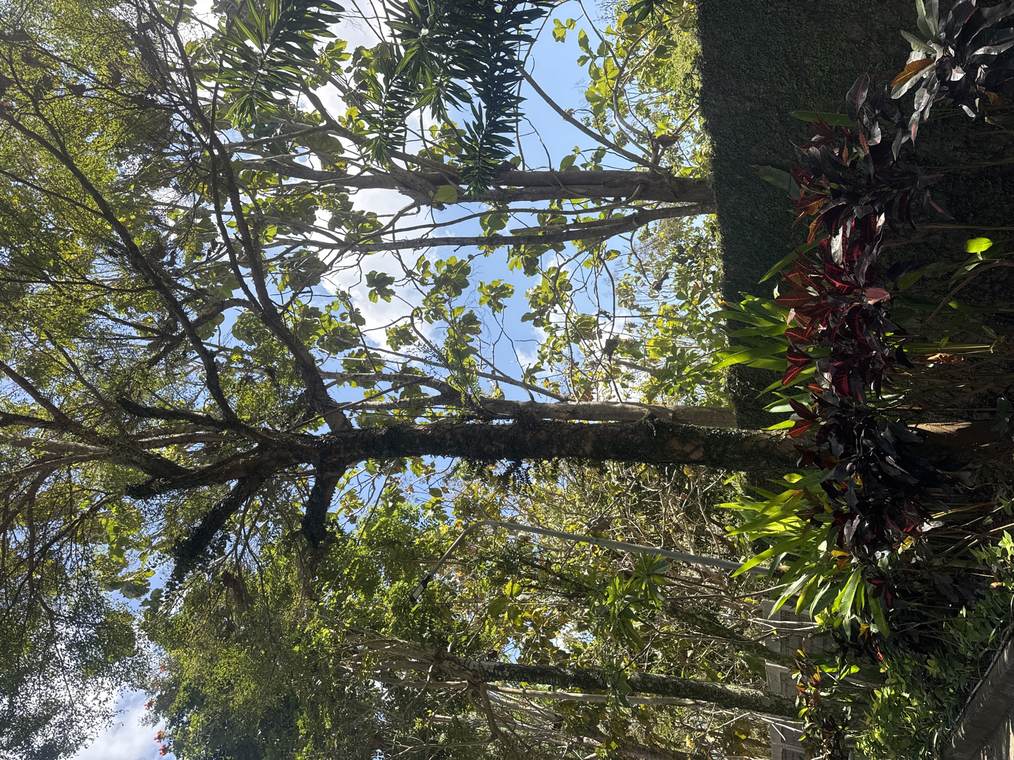A low-angle view captures a lush, green garden scene under a bright blue sky in Kuta Selatan, Indonesia. Tall trees with rough bark and dense foliage dominate the upper portion of the image, their branches reaching towards the sun. Sunlight filters through the leaves, creating a dappled effect. In the foreground, a variety of plants are visible, including vibrant green broad-leafed plants and deep red-leafed plants, arranged in neat rows. A textured, dark green wall, possibly covered in ivy, forms a backdrop for the garden. A paved walkway or road is visible on the lower left edge of the frame. A single, modern streetlamp stands amidst the foliage, its metallic pole contrasting with the organic shapes of the plants. No people are present in the scene. The overall impression is one of a well-maintained, verdant outdoor space bathed in natural light.