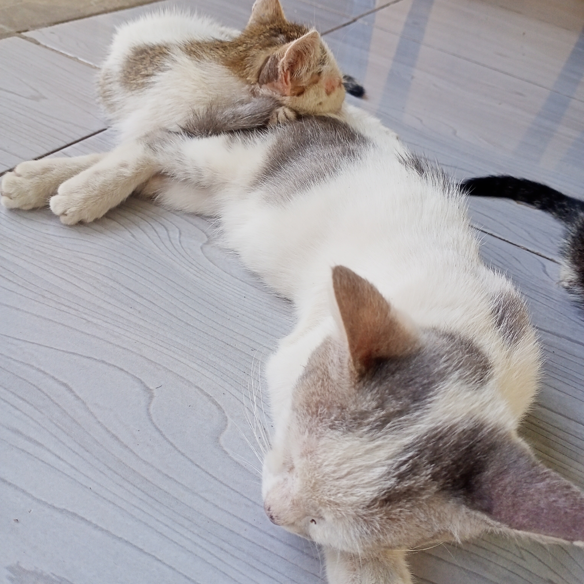Two domestic cats are resting on a light gray, wood-patterned tiled floor. The cat in the foreground, primarily white with gray markings on its head and back, is lying on its side, facing away from the camera. Its head is resting on the floor, and its eyes are closed. The second cat, mostly white with brown and gray markings, is positioned behind the first cat, partially curled up and resting its head on the back of the foreground cat. The cats are likely in a home or outdoor patio area. The lighting suggests it is daytime. This scene is not specific to Ketowan, Indonesia, or any particular city, as cats resting on tiled floors is a common occurrence globally.