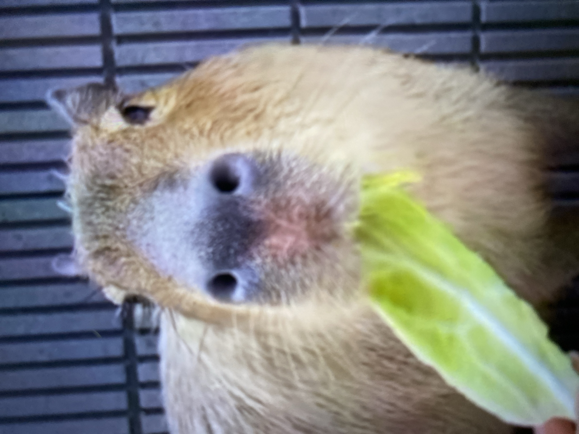 A capybara is being fed a piece of light green lettuce. The capybara is tan and brown, with a large, square nose. The background appears to be a metal cage or enclosure. The location is not evident from the image.