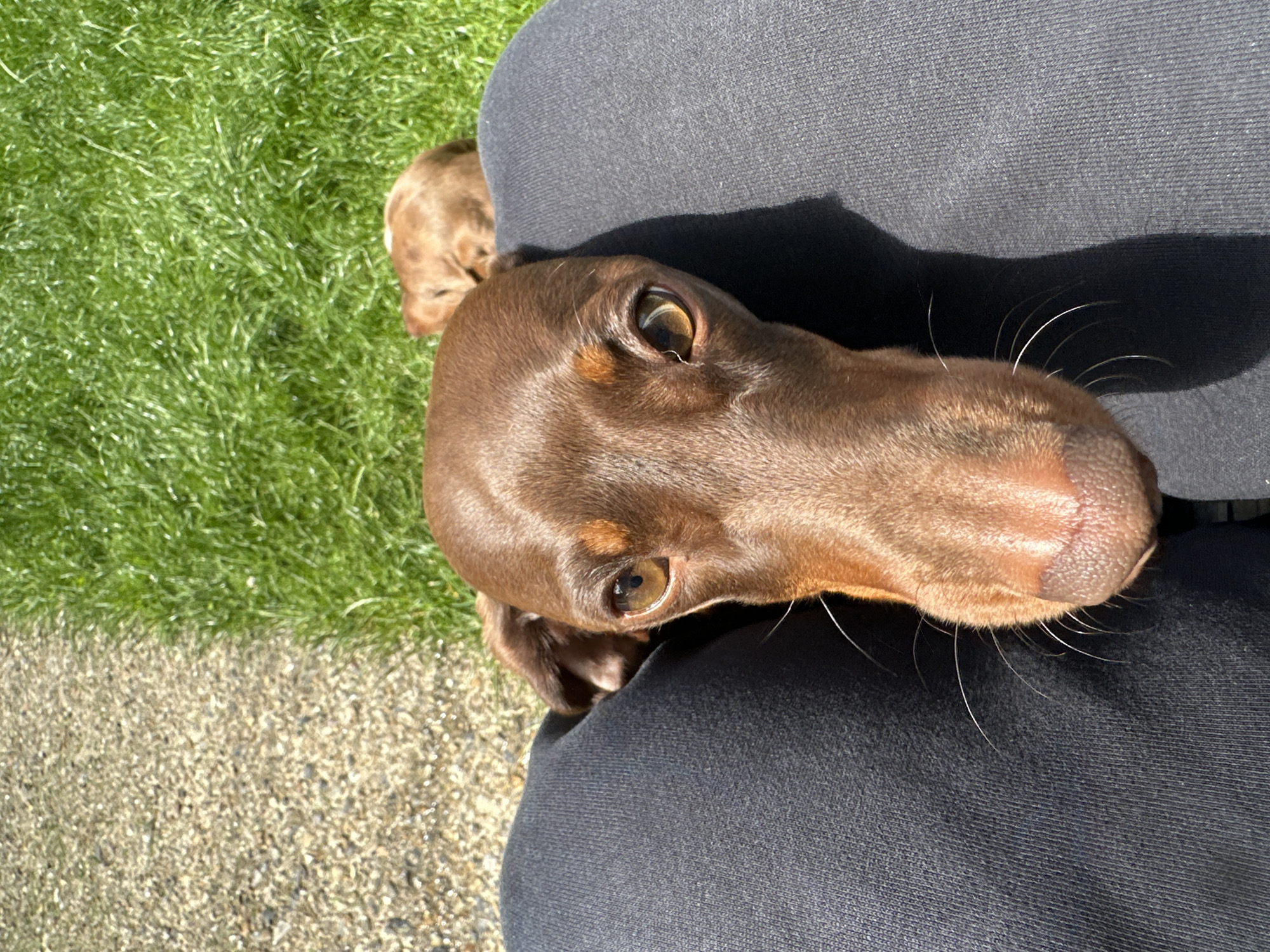 An overhead, close-up shot shows the head of a brown dachshund dog looking up at the camera, with its nose resting on the dark gray fabric of a person's lap. The dog has large, expressive brown eyes and long white whiskers. In the background, out of focus, is a patch of green grass and a pebbled path. Another dachshund, lighter brown, is visible lying in the grass in the upper right corner. The lighting suggests a bright, sunny day, casting a shadow on the person's leg.