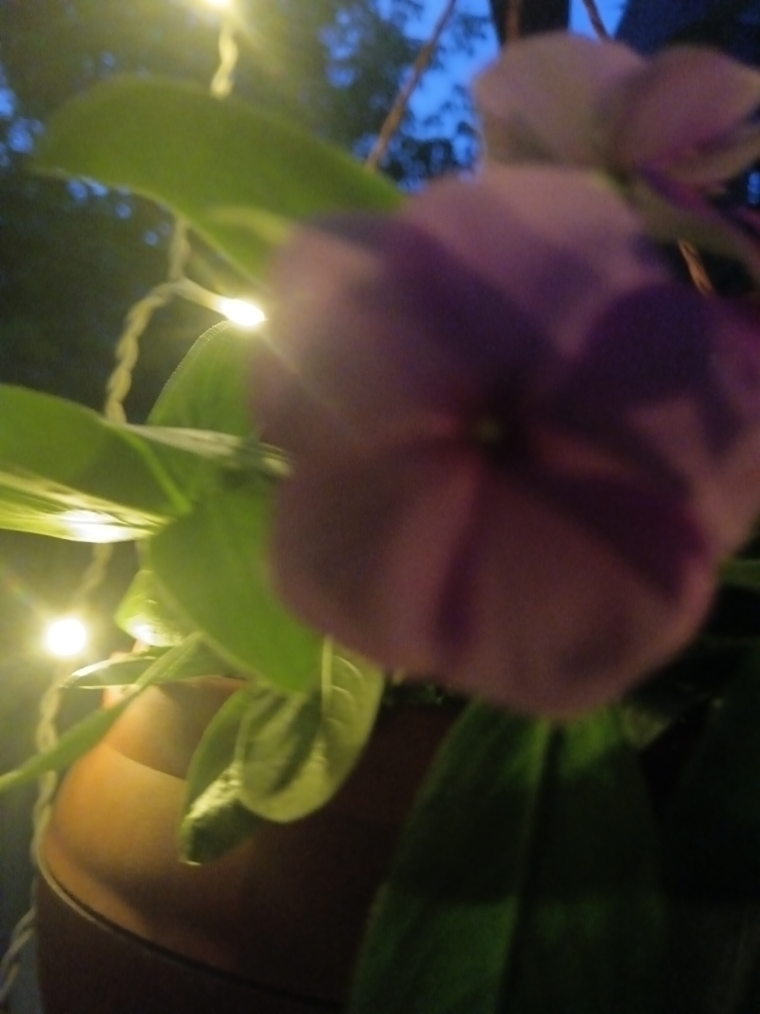 The image is a close-up, out-of-focus shot of a purple flower and green leaves against a dark background with blurred string lights. The flower, possibly a petunia or a vinca, is in the foreground and occupies the majority of the frame. Its petals are a soft purple, with darker purple shading indicating petal structure. The leaves are a vibrant green, and some appear glossy, reflecting the light. In the background, there are blurred yellow string lights and dark foliage, suggesting an outdoor setting at night. The overall impression is one of soft focus and bokeh, creating a dreamlike atmosphere. There is no discernible information about the location within the city of Sorochinsk, Russia, or any people or actions taking place.