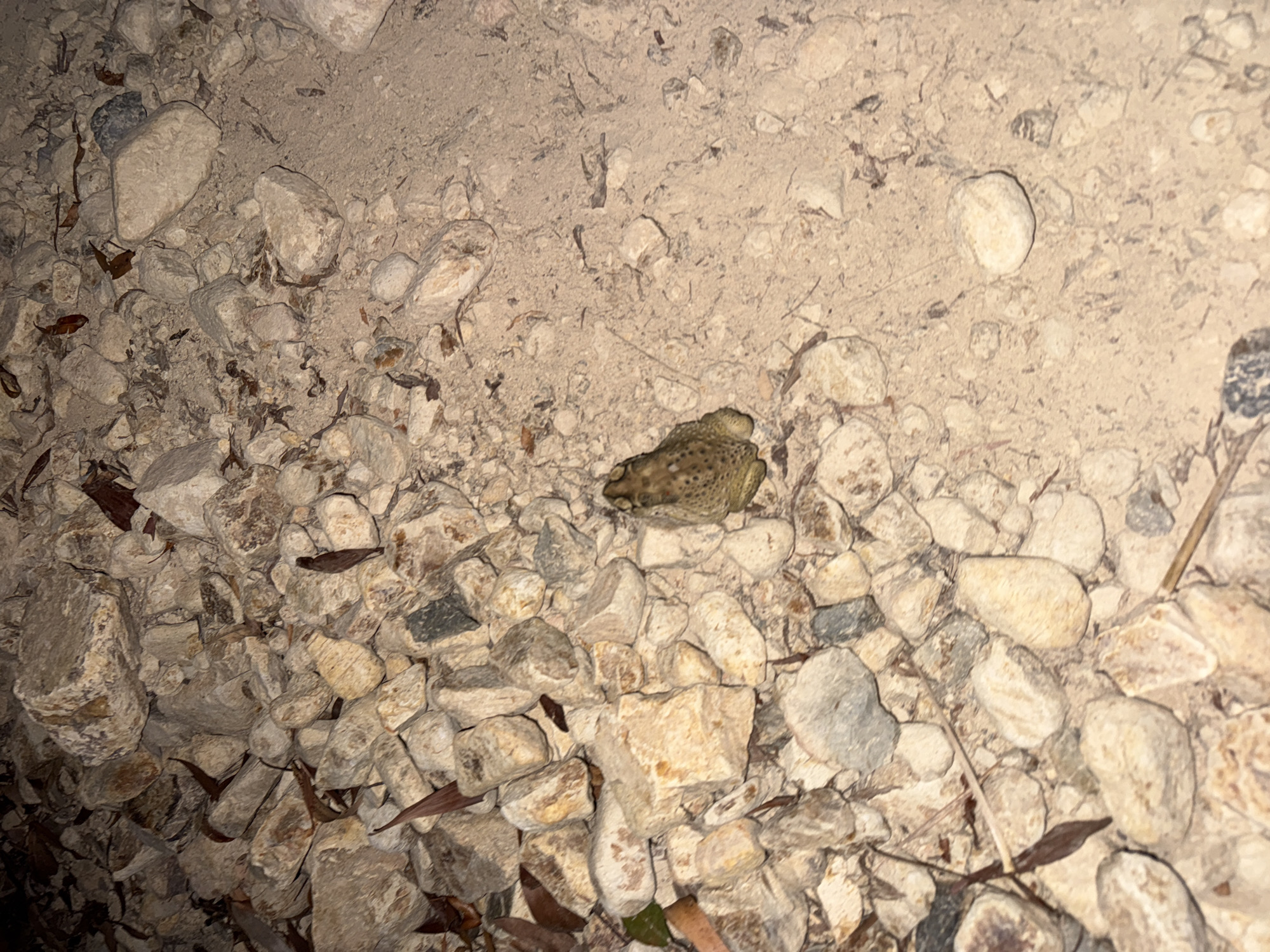 The image shows a section of ground covered with a mixture of sand, small to medium-sized rocks, and dried leaves. A mottled, greenish-brown toad is resting on the rocks in the center of the image. The location is Bac Nha Trang Ward, Vietnam. There are no people visible.