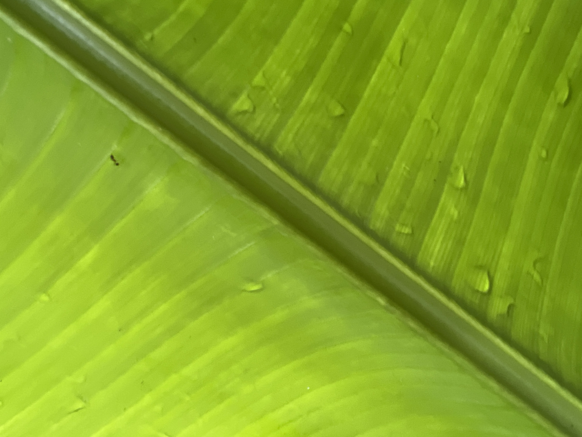 A close-up photograph shows a section of a large, vibrant green banana leaf, possibly a Bird of Paradise leaf, revealing its prominent central vein. Water droplets are scattered across the leaf's surface, suggesting recent rain or high humidity. A small, dark insect, possibly an ant, is visible on the left side of the leaf. The location is Kerobokan, Indonesia.