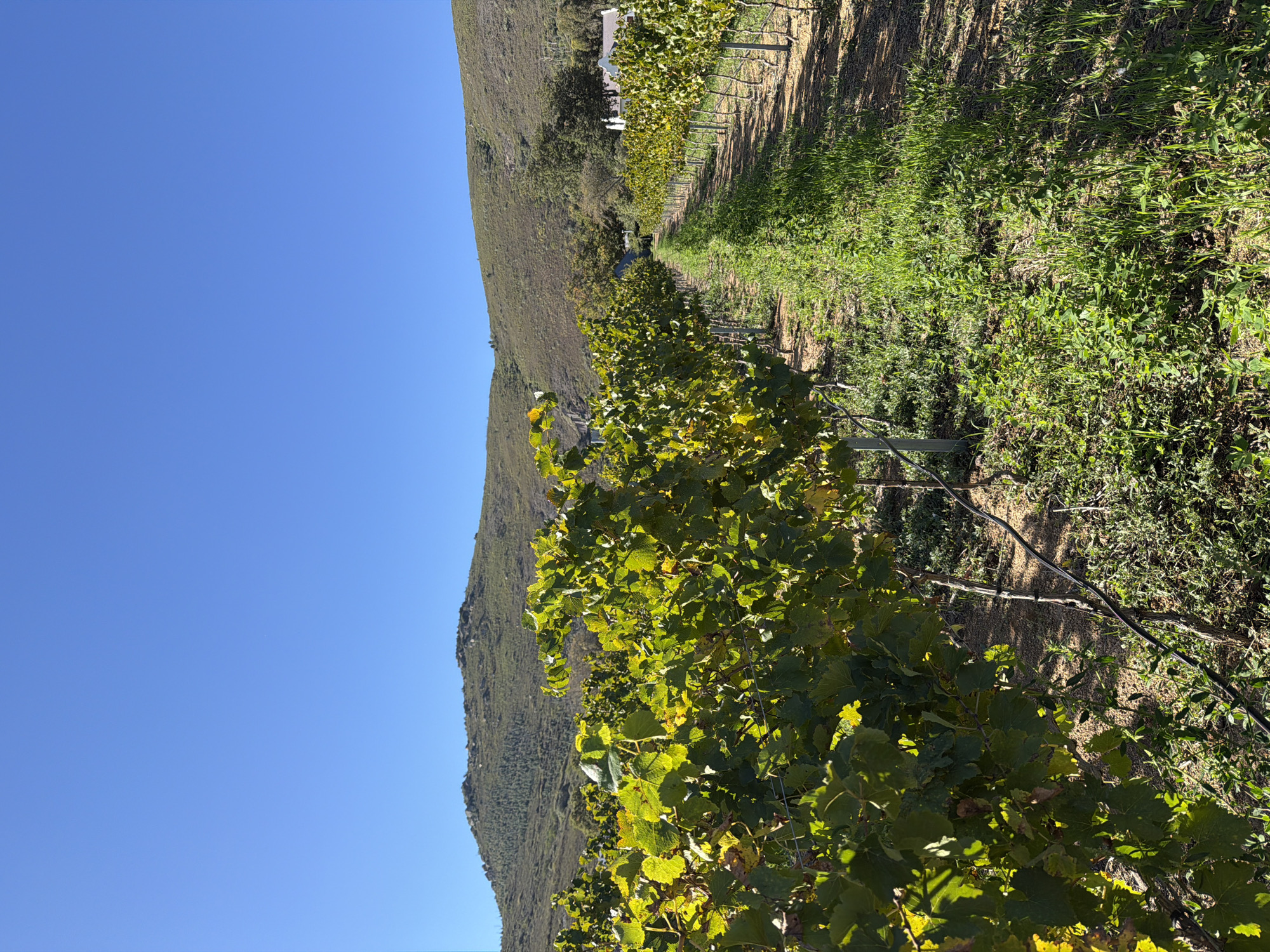The image displays a vibrant vineyard scene in Drakenstein Nu, South Africa, under a clear, bright blue sky. Rows of grapevines with lush green leaves, some showing hints of yellow, stretch from the foreground into the distance, appearing to be correctly trellised. The ground between the vine rows consists of a mix of earthy soil and thick patches of green grass and weeds.
A large, gently sloping mountain or hillside, covered in natural vegetation, dominates the background, extending across the horizon. In the mid-ground, nestled amongst trees at the base of the mountain, a small, white building with a dark roof can be faintly seen.
The scene is devoid of any human or animal activity, conveying a sense of tranquility and the natural beauty of the agricultural landscape. The bright and even lighting suggests it is daytime, likely mid-morning or early afternoon, with sunny, cloudless weather. No visible text is present in the image.