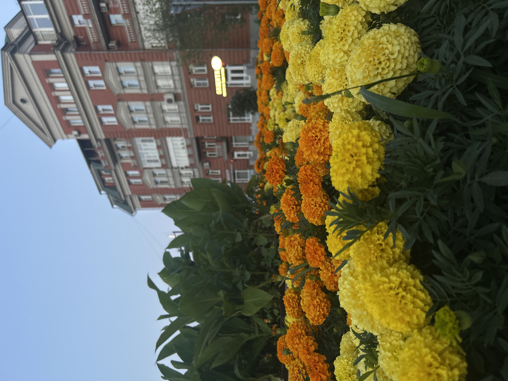 The image captures a close-up view of a flower bed filled with vibrant yellow and orange marigolds, with lush green foliage in the background. Behind the flowers, a multi-story red brick building with white-trimmed windows and balconies stands prominently. A circular illuminated sign with Cyrillic lettering, possibly "ЗАЩИТА" (Protection), is visible on the building's facade. The sky above is a clear, pale blue, suggesting it's either early morning or late afternoon. The scene appears to be an urban setting, likely a public space or garden area in Barnaul, Russia, given the Cyrillic signage and architectural style. No people are visible in the frame.