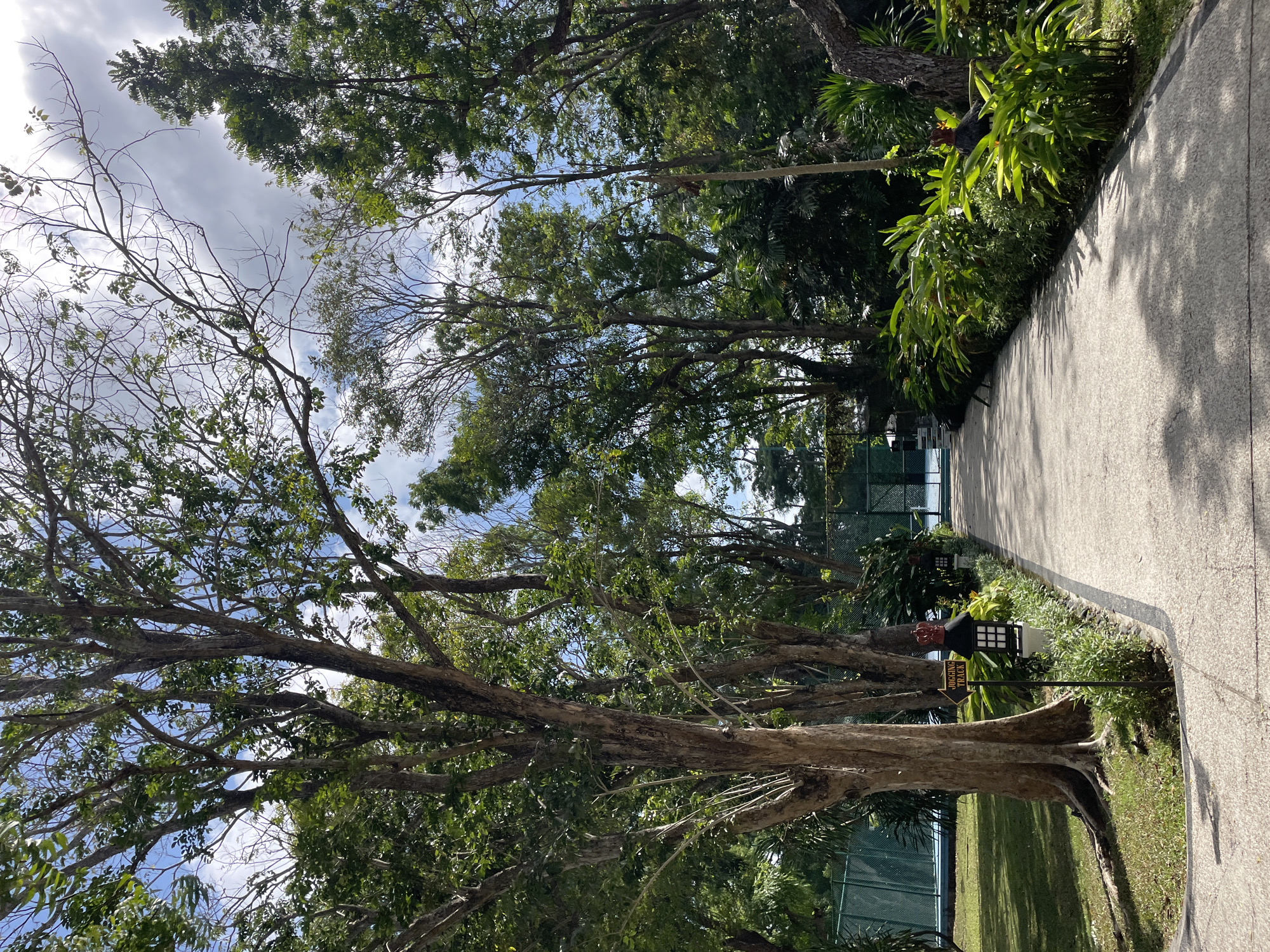 An exterior, eye-level, full shot shows a paved pathway lined with lush green foliage and trees in Kuta Selatan, Indonesia. The pathway curves gently to the right and leads towards a tennis court in the distance, partially obscured by trees. To the left of the pathway, a large tree with exposed roots dominates the foreground, adjacent to a grassy area. A sign pointing to the right indicates "JOGGING TRACK," accompanied by a decorative lantern. The sky above is a mix of blue with scattered clouds. The scene appears to be a well-maintained park or resort area.