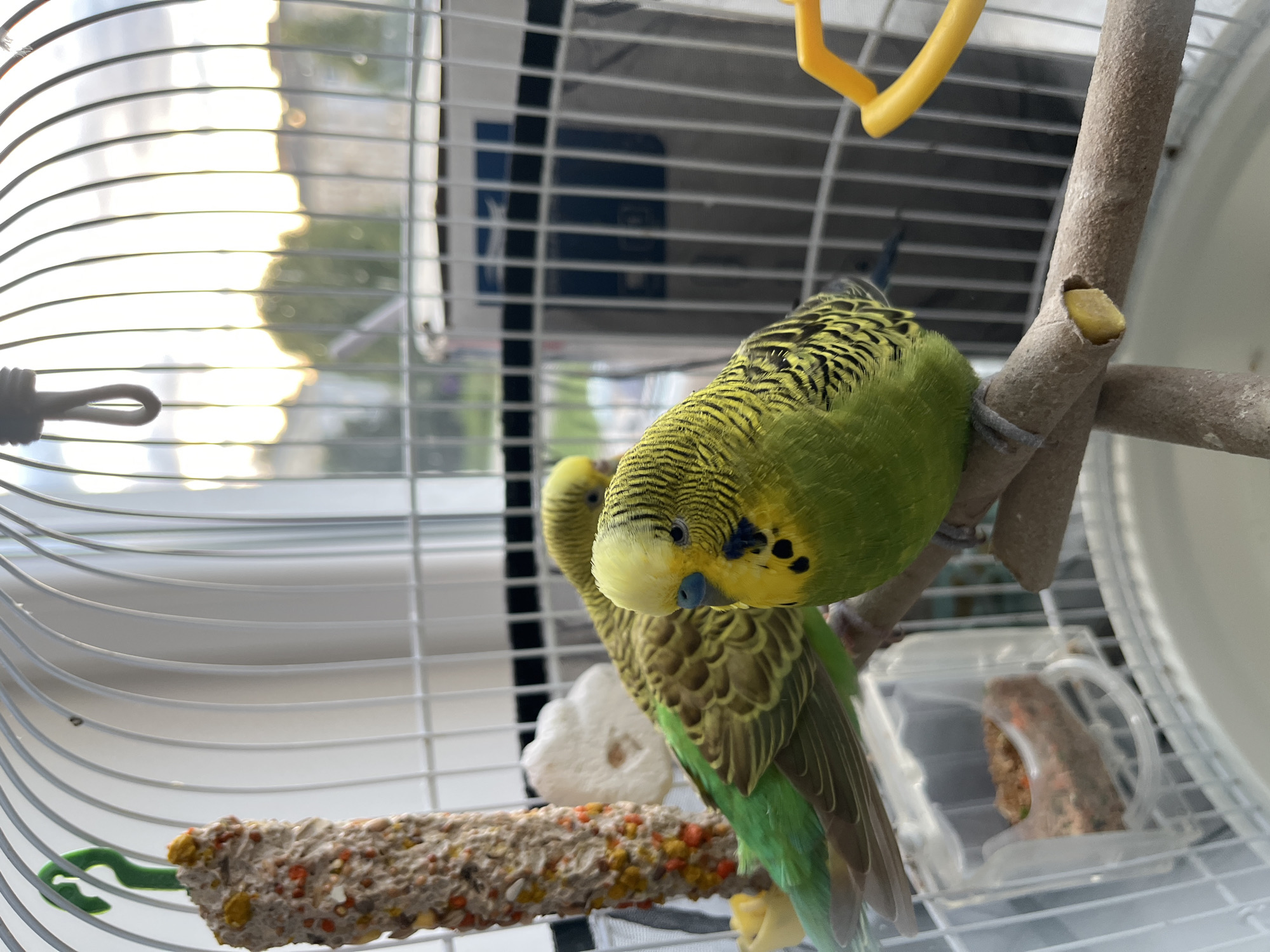 Two budgerigars are perched inside a white birdcage, illuminated by natural light filtering through a window. The budgie in the foreground is a vibrant green with black and yellow markings on its head and wings. Its beak is dark blue, and its eye is black. It is perched on a brown wooden branch. Behind it, another budgie, also green with black and yellow patterns, is visible. This bird has its head turned away from the camera.
Various cage accessories are present: a food dispenser filled with birdseed is attached to the cage bars, a textured treat stick hangs from a green hook, and a yellow plastic toy is partially visible on the right side of the cage. The background shows a blurry view of trees and buildings through the cage, suggesting an urban or suburban setting. The scene is indoors, with the window providing a view of the outdoors. The time of day appears to be late afternoon or early evening, indicated by the warm, soft light. The location is Kohtla-Järve linn, Estonia.