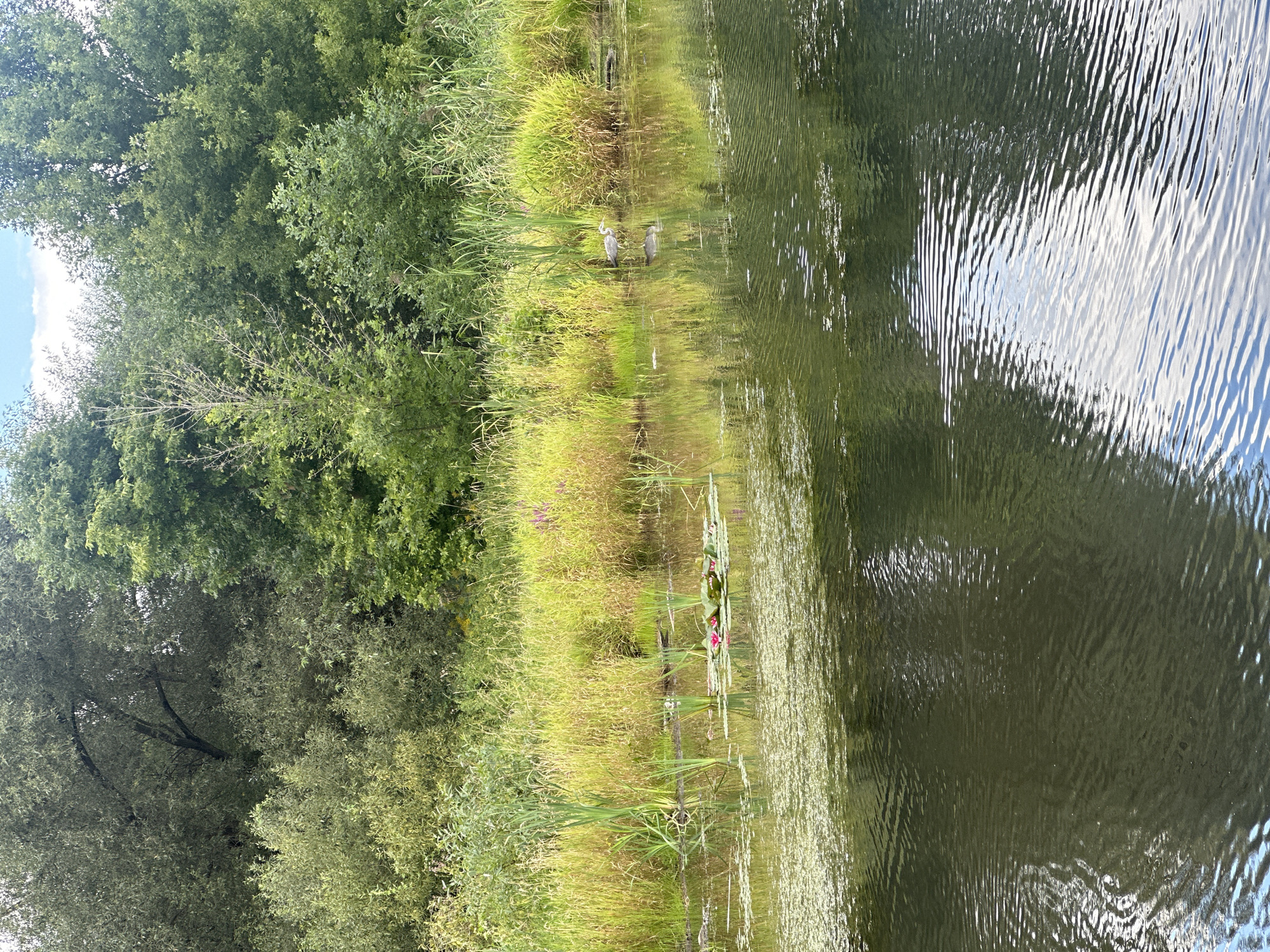 A scenic view of a tranquil body of water, possibly a pond or slow-moving river, with lush green trees and vegetation bordering the far bank. In the foreground, the water is a dark, reflective green, with ripples creating patterns on its surface. A patch of lighter green algae or duckweed floats on the water in the mid-ground. Several water lilies, with bright pink blossoms and green pads, are clustered together on the left side of the pond. A single grey heron stands in the shallow water on the right side of the pond, its reflection clearly visible. The far bank is densely covered with tall, golden-green grasses and reeds, interspersed with wildflowers, giving way to a dense wall of various green trees and foliage. The sky above is a soft blue with a few white clouds. The scene evokes a peaceful, natural environment.