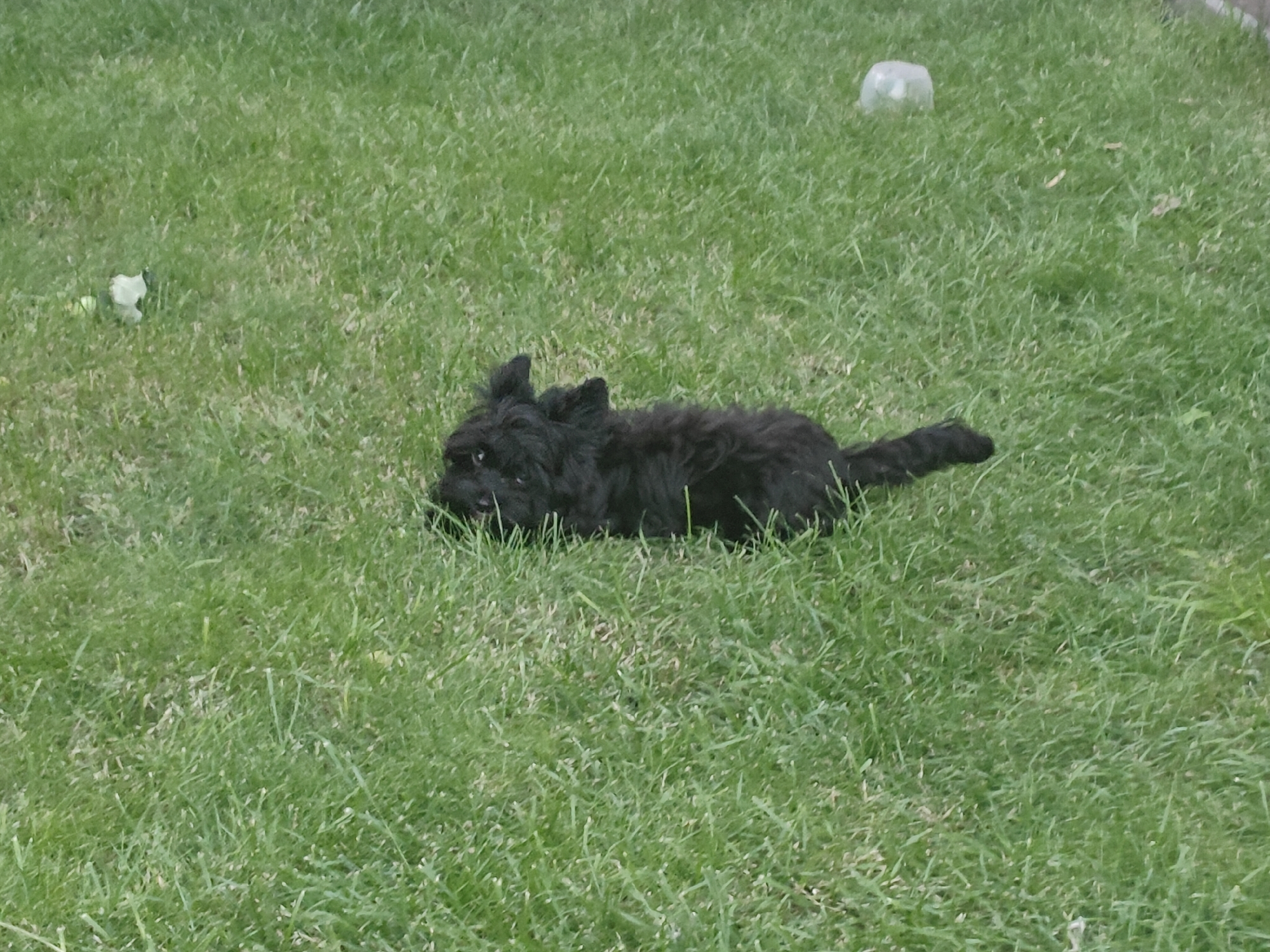 A small black dog is lying in green grass. There is a white object to the left of the dog and a clear plastic container in the background to the right. The scene appears to be a backyard in Podstepki, Russia.