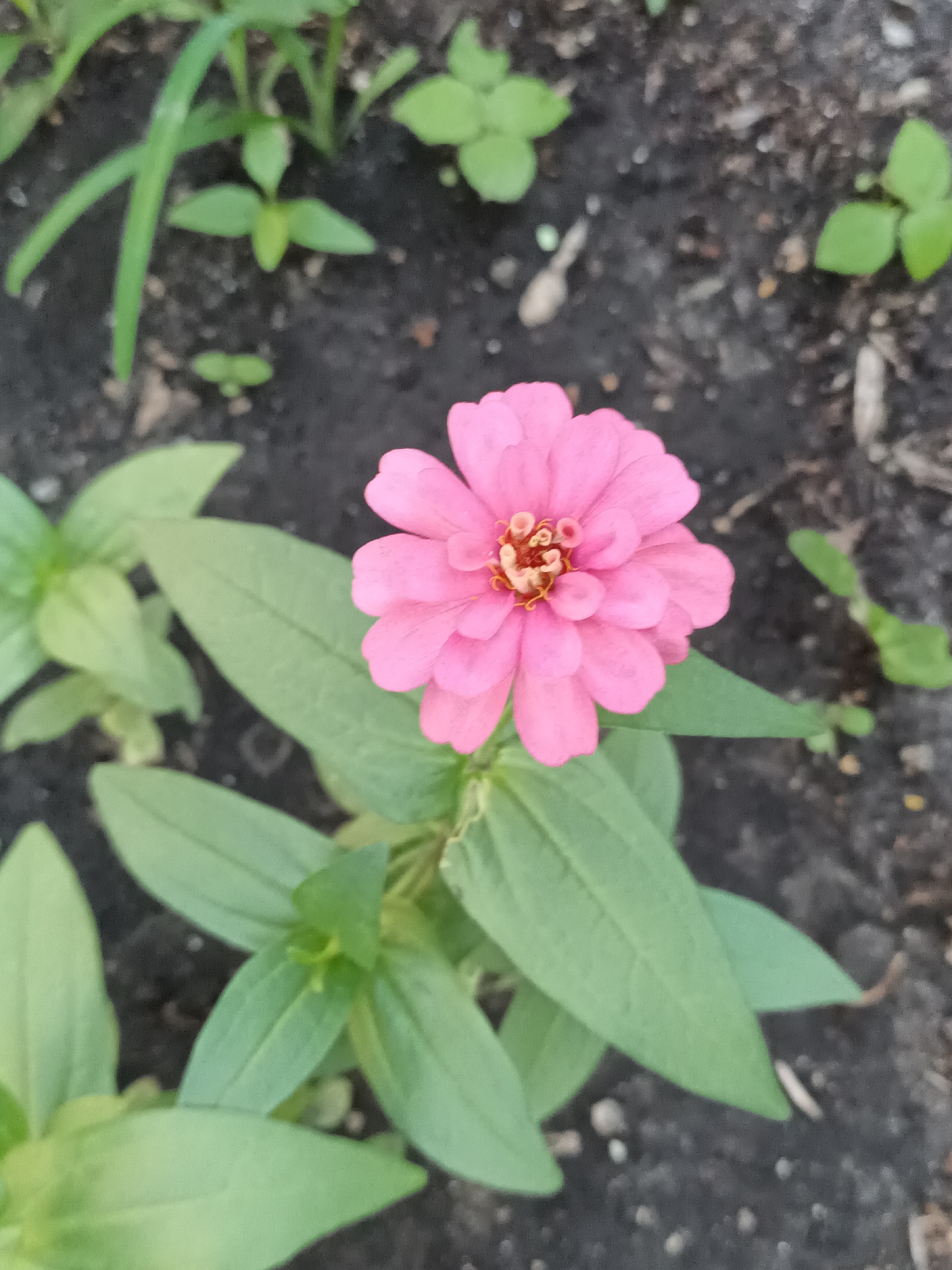 A close-up, overhead shot of a single, pink zinnia flower with a brown center. The flower is in focus, with its petals fanned out. The background consists of dark soil and several small, green leaves. There is no discernible urban context, meaning it's impossible to determine if this scene is located in the city of Petropavl, Kazakhstan.