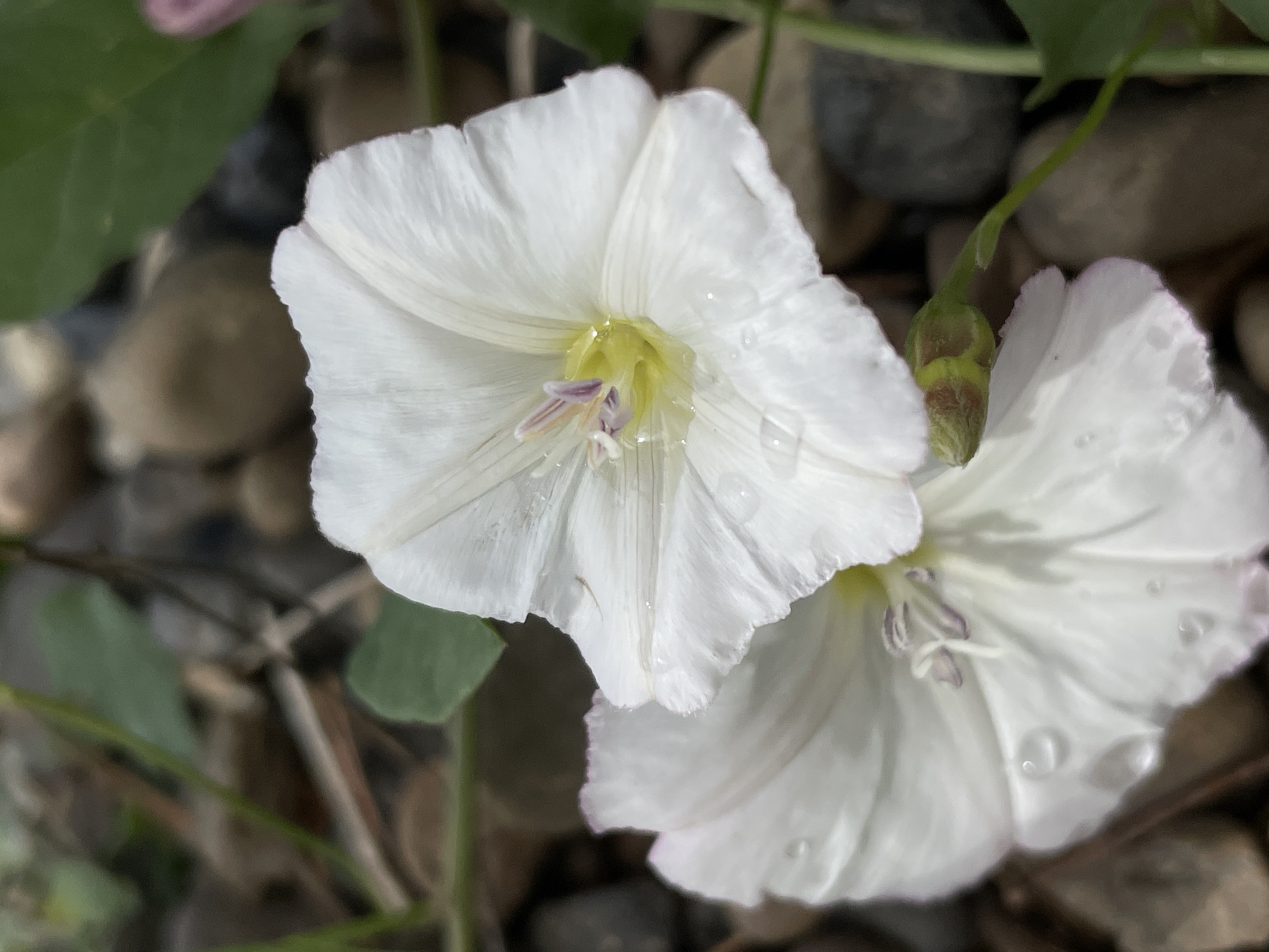 The close-up image features two white, trumpet-shaped flowers, characteristic of a bindweed or similar vining plant, in an outdoor setting. The primary flower dominates the foreground, slightly to the left of center, showcasing its broad white petals with faint veins, a pale yellow-green throat, and subtle purple stamens and pistils. Numerous small, clear water droplets are visible on the petals of this flower, indicating recent rain or morning dew. A second, similar white flower is partially visible below and to the right, also adorned with water droplets. The background is softly blurred, revealing dark, smooth pebbles or rocks and hints of green foliage, suggesting a natural ground-level environment. The lighting appears soft and diffused, characteristic of an overcast day or early morning/late afternoon. The photograph captures a moment of natural beauty and freshness. No people, explicit activities, or discernible text are present.