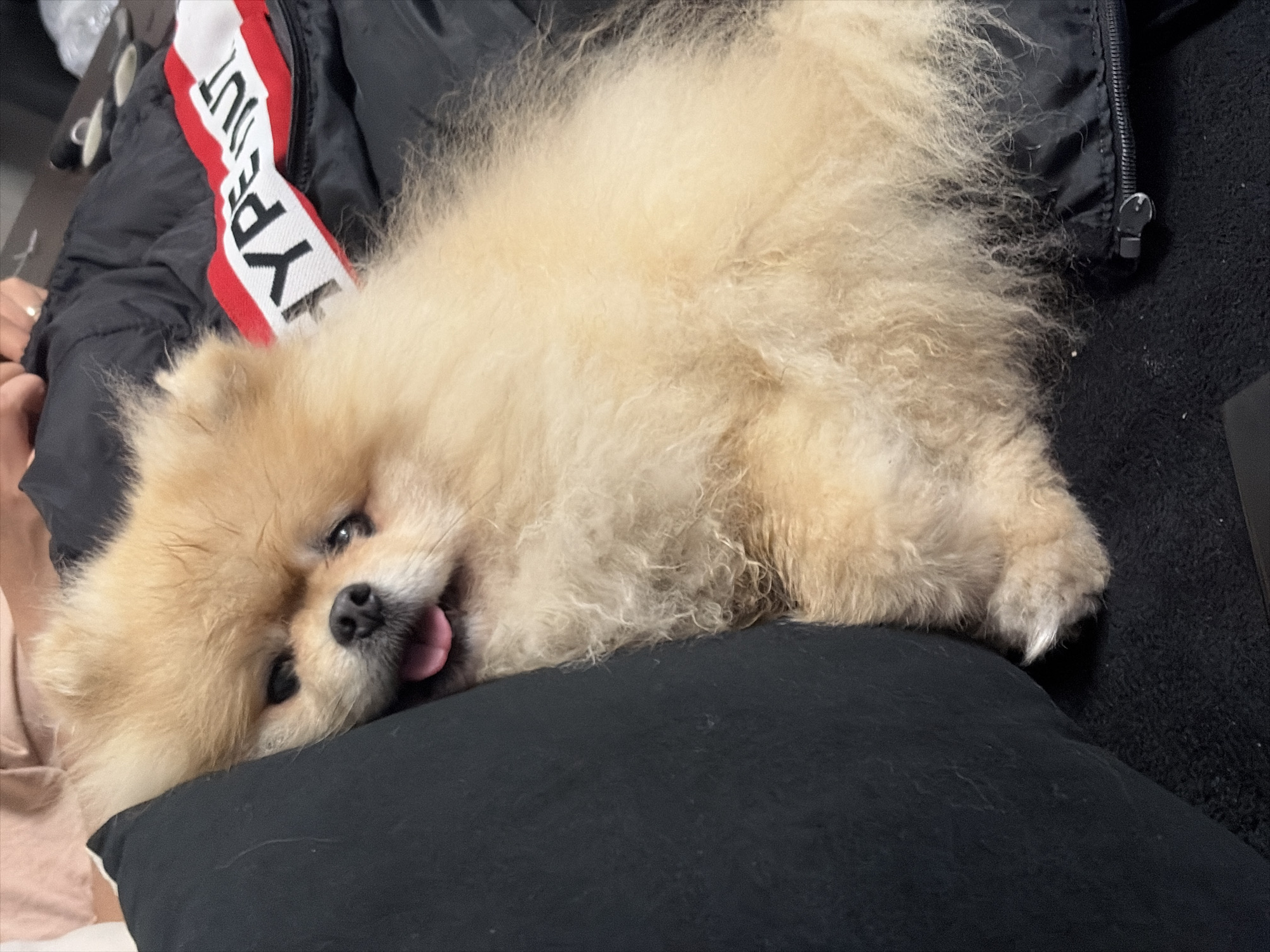 A fluffy, cream-colored Pomeranian dog is lying down on a black surface, possibly a cushion or blanket. The dog's head is near the lower left of the frame, and its body extends toward the upper right. The dog has its tongue sticking out slightly. A black jacket with a red and white tag that reads "TYPE OUT" is visible behind the dog.
