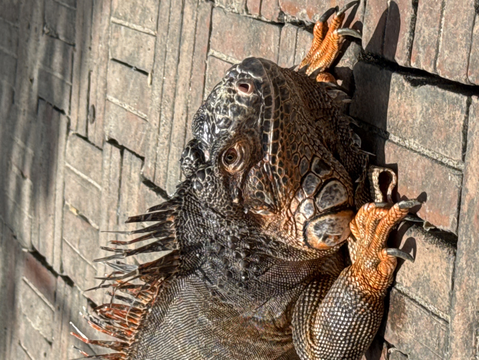 A large iguana, predominantly dark grey-black with significant orange and reddish-brown coloration, rests on a weathered brick paver surface in Nha Trang, Vietnam. The reptile's head is turned slightly to its right, with its amber-colored right eye clearly visible. Its body displays textured scales and prominent dorsal spines, some of which appear fractured or worn. Its forelegs, particularly the feet, are a vibrant orange with long, dark claws gripping the bricks. The dewlap beneath its chin is visible. The brick surface beneath the iguana exhibits cracks and minor discoloration. Strong shadows are cast on the pavers, indicating direct sunlight from an overhead source. No other subjects or objects are present.