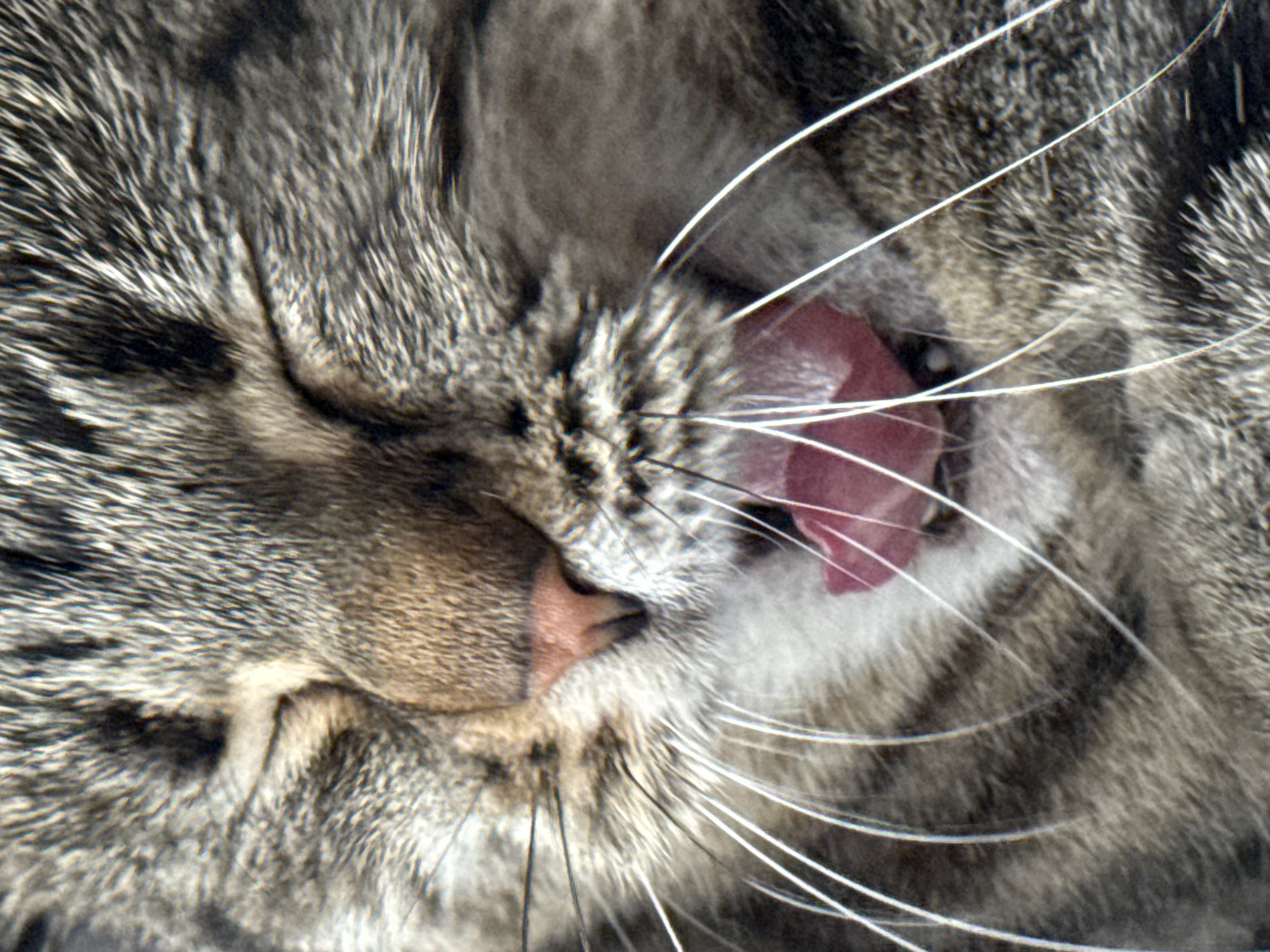 This is a close-up, low-angle, full-frame shot of a tabby cat's face. The cat's eyes are closed, and its tongue is extended, appearing to lick something out of frame. The cat has prominent white whiskers that fan out from its snout. The fur is a mix of gray, brown, and black stripes. The image is extremely detailed, allowing for close examination of the cat's fur texture, nose, and tongue. The lighting appears to be natural, possibly daylight, illuminating the scene from the front and slightly from above. The background is out of focus and appears to be a continuation of the cat's fur, indicating a very tight crop on the subject. There is no discernible environment or location information present in the image, and thus it cannot be associated with Saint Petersburg, Russia, or any other specific geographical location.