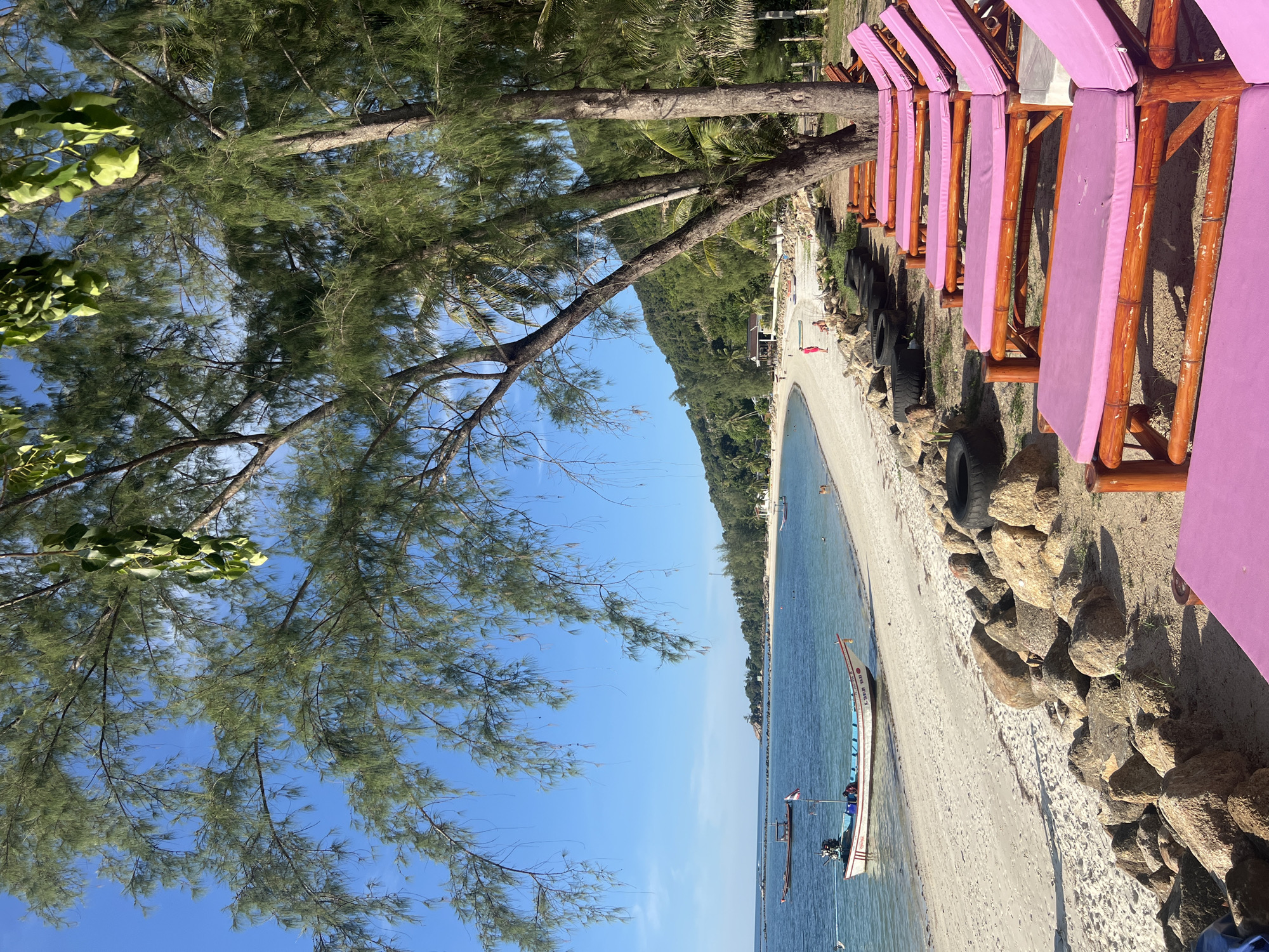 This image depicts a tranquil beach scene in Koh Phangan, Thailand. The foreground is dominated by a row of vibrant pink lounge chairs made of wood and bamboo, some of which are empty, while others appear to be unoccupied. Beyond the lounge chairs, the sandy beach stretches out, lined with a collection of large rocks and some discarded tires. A small white boat with a red stripe and an outboard motor is beached on the sand, and a person can be seen sitting in it. The turquoise water of the sea gently laps the shore, and several other boats are visible further out. In the middle ground, a long, curving stretch of beach is dotted with a few distant figures, suggesting people enjoying the day. A cluster of buildings, possibly bungalows or a restaurant, is nestled amongst palm trees and lush green vegetation on the shore. The background features a densely forested, hilly landscape that slopes down towards the coastline. Overhead, the branches of a large tree with needle-like foliage cast shadows across the scene, and the bright blue sky is clear with only a few wispy clouds.
