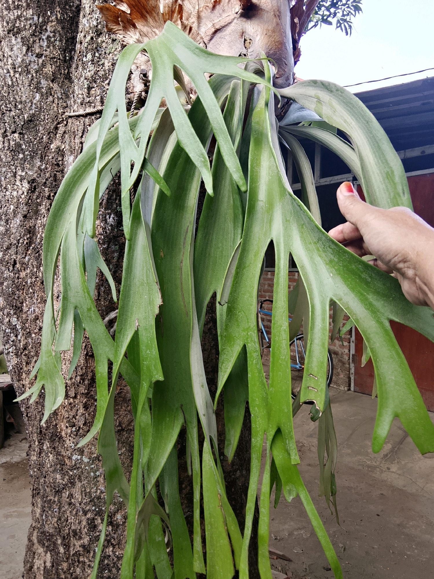 A close-up, medium-angle, eye-level shot captures a large, vibrant green staghorn fern epiphytically attached to the textured bark of a mature tree trunk. The fern's fronds, which are broad and lobed with a glossy surface, hang downwards, some reaching towards the foreground. A person's hand, with a single red-painted fingernail, is visible on the right side of the image, gently touching one of the fern's fronds. In the background, a blurred scene unfolds: a bicycle with a blue frame, a brick wall, and a section of a red-brown building with a dark roof suggest an outdoor environment, possibly a residential or garden area within Cirebon, Indonesia. The lighting is natural, indicating daylight, and the overall tone is one of lush greenery against a rustic, urban backdrop.